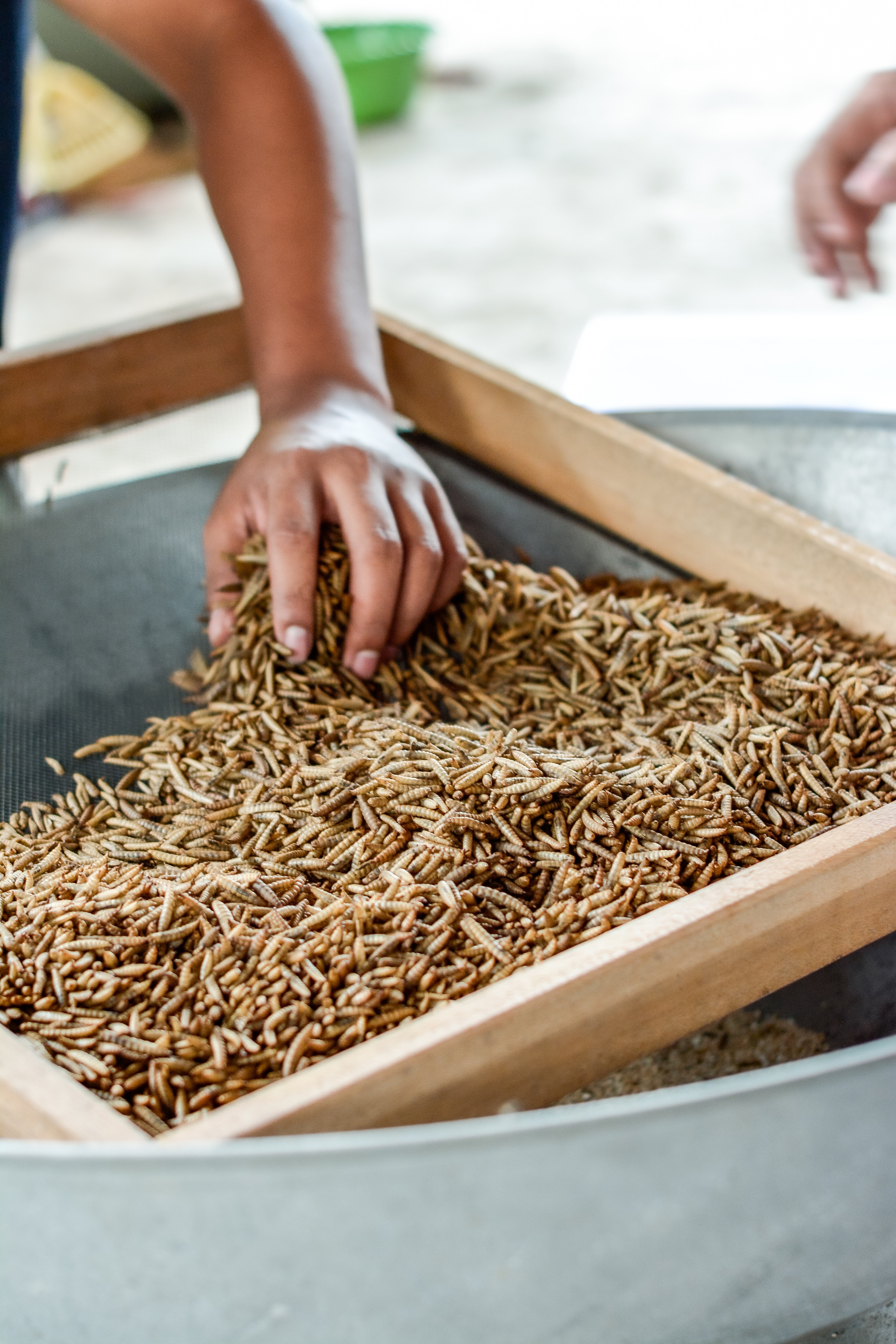 Supper Maggot Product Process Photoshoot