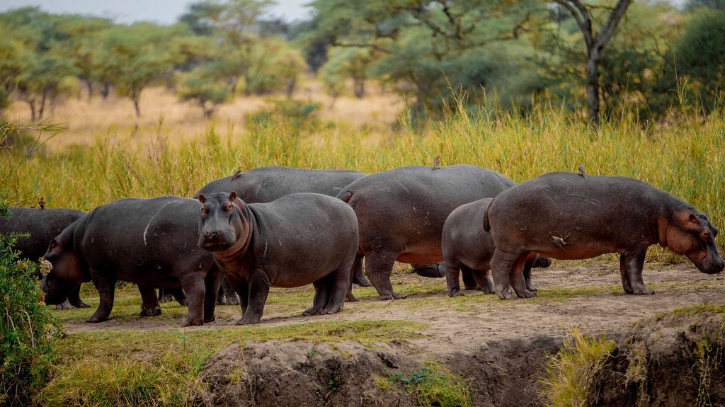 Tanzania Group Safari