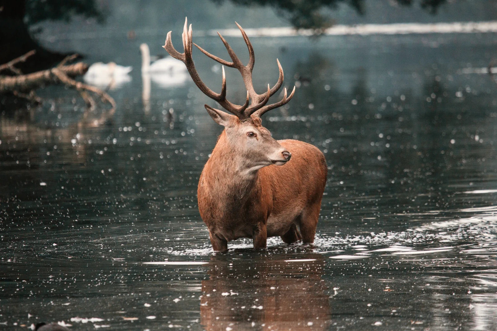 A red deer stag standing in a loch at dusk