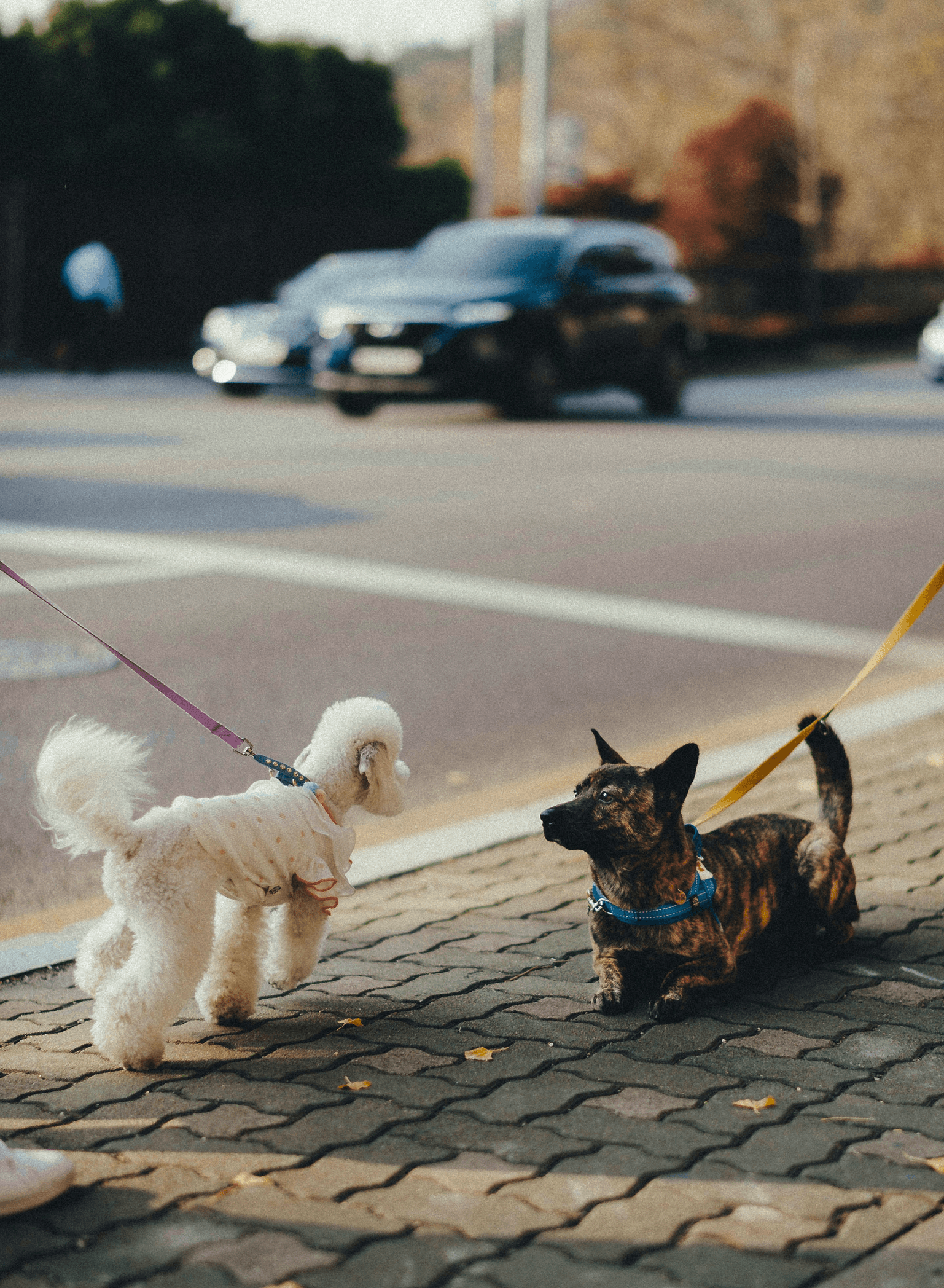 AquaFlow's transparent and eco-friendly packaging showcases the purity of its mountain spring water.