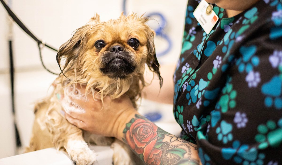 A dog getting a bath at the groomers