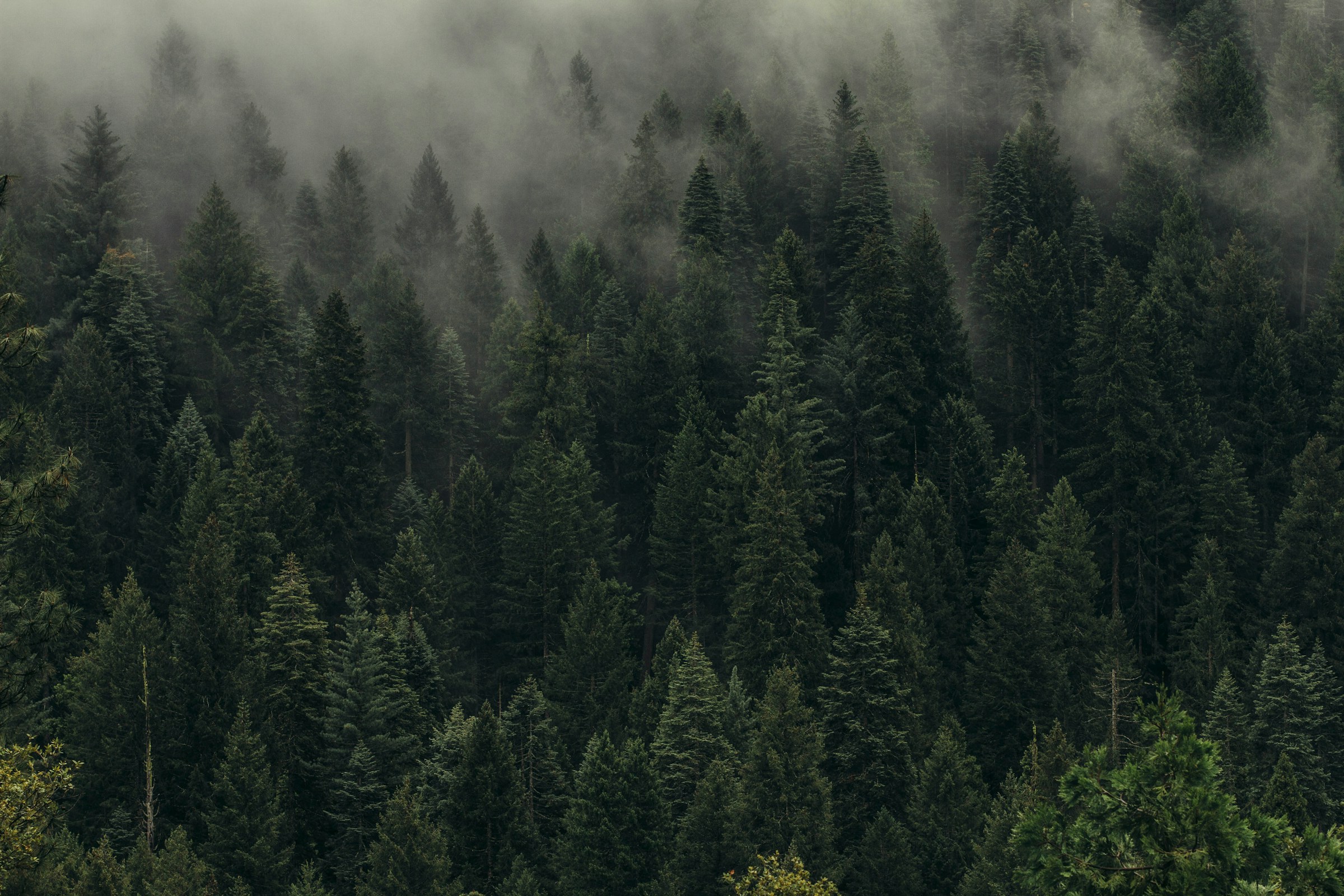 Pine forest in mist from above