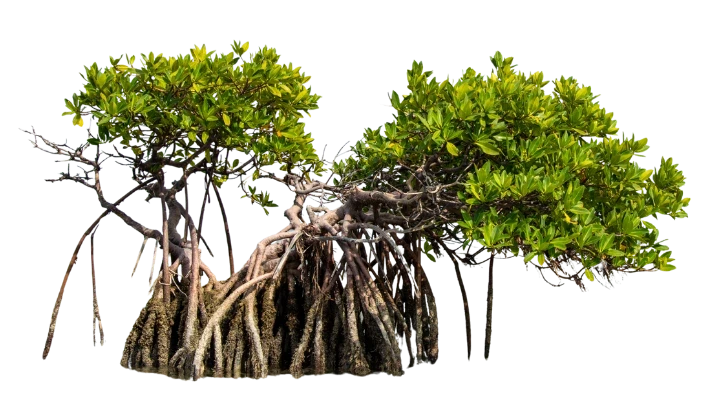 Mangroves