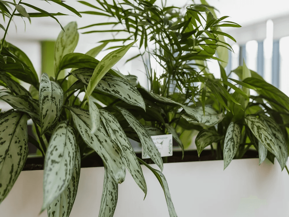 rośliny rosnąca u klienta officejungle