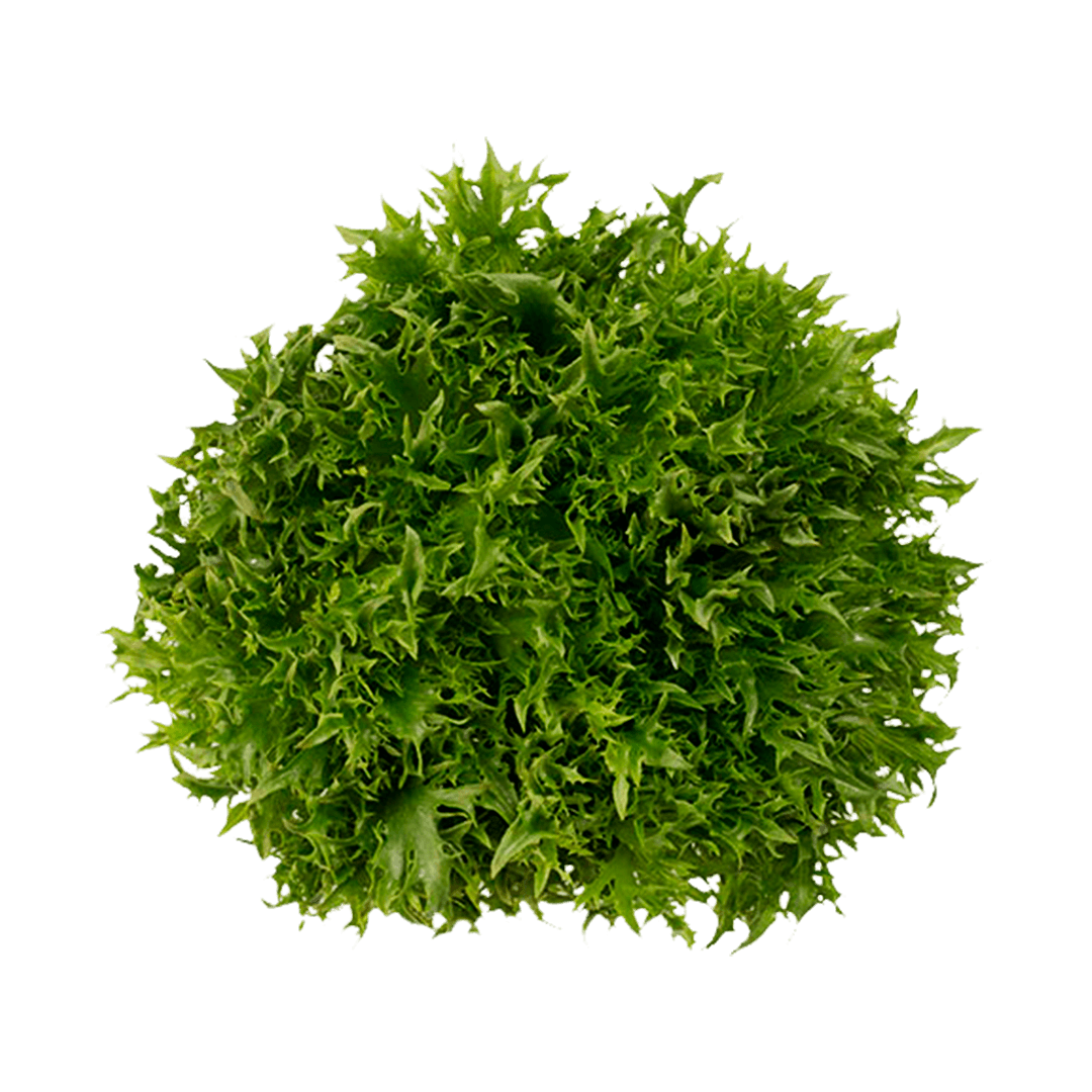 alface-green-frizzly