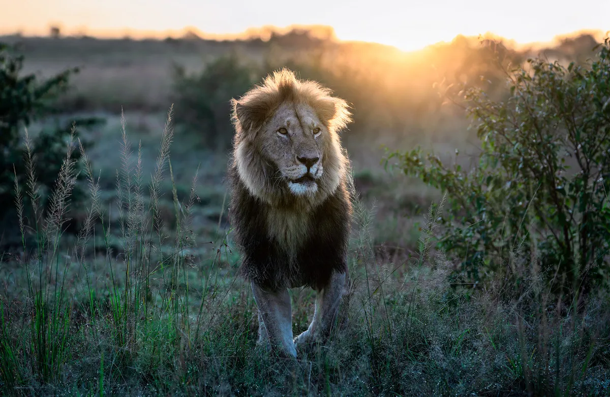 Leon en el Masai Mara, Kenya, durante un safari fotografico de Namaste Photo Tours