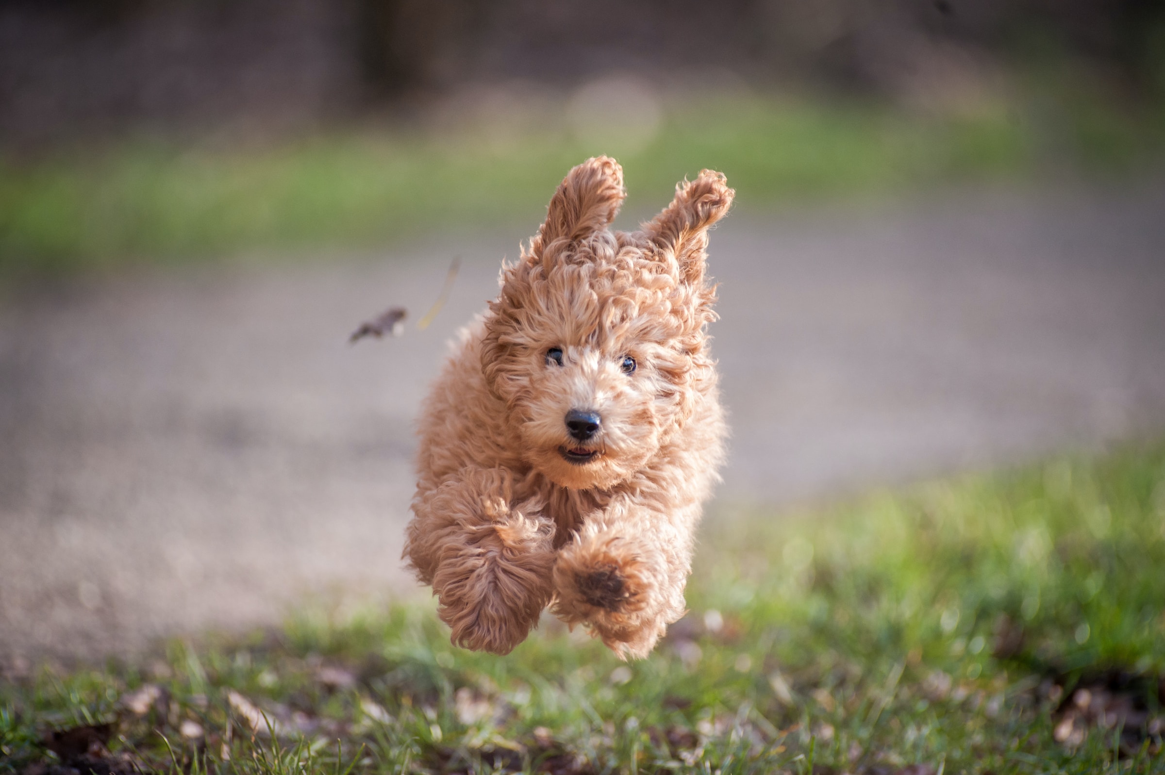 Image of puppy running towards the camera