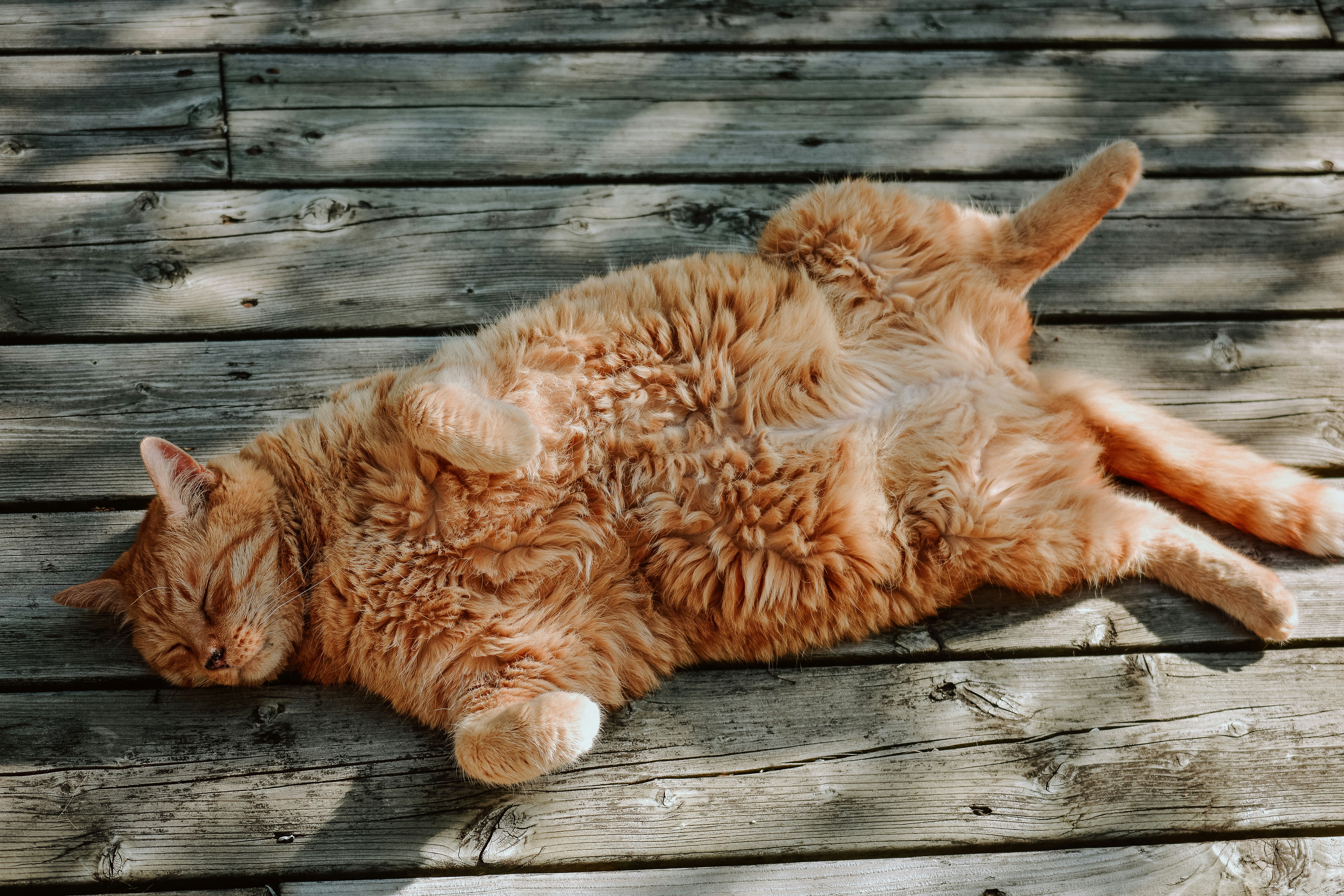 Picture of a ginger cat  enjoying the sun