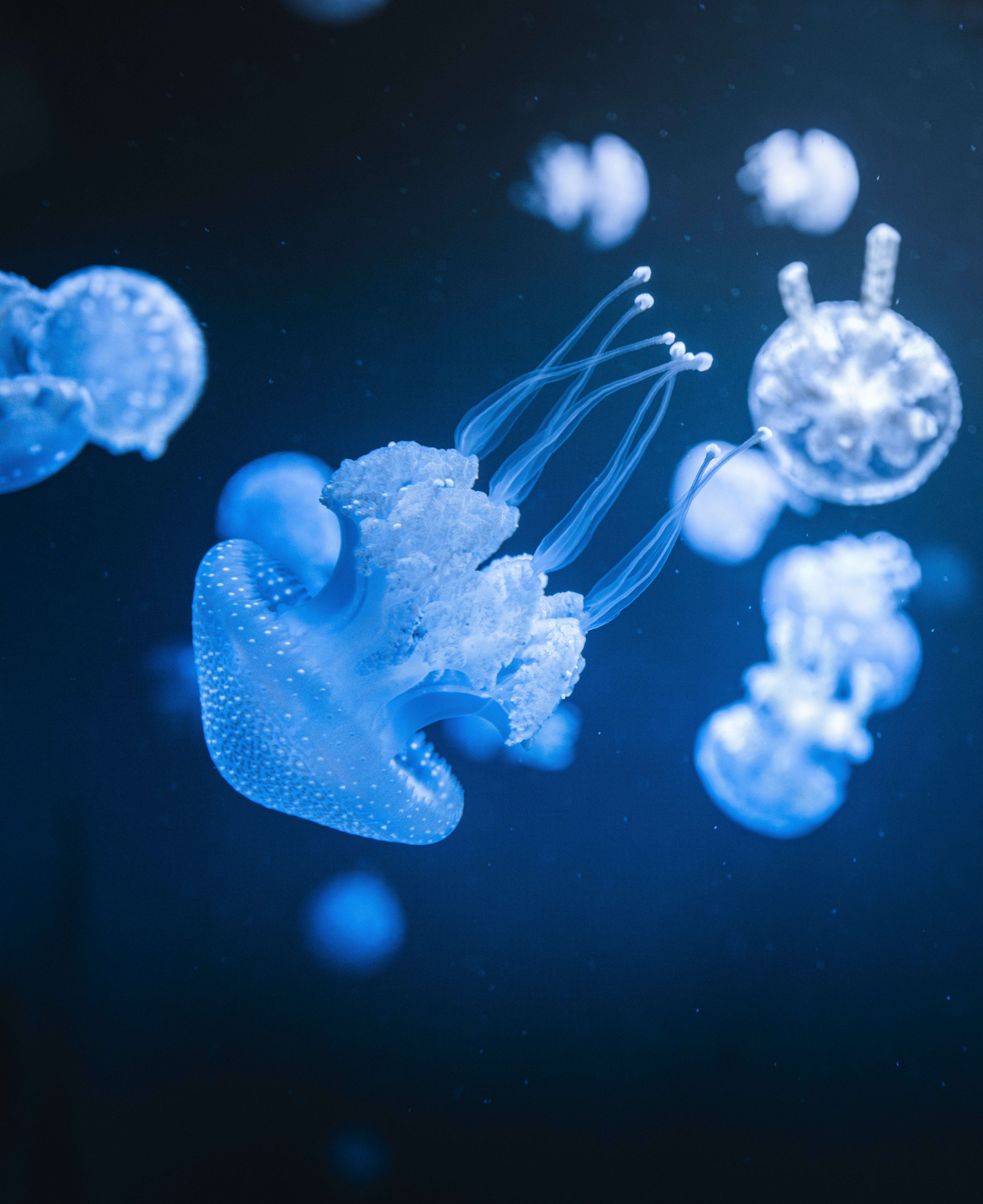Several glowing blue jellyfish swim in dark water.