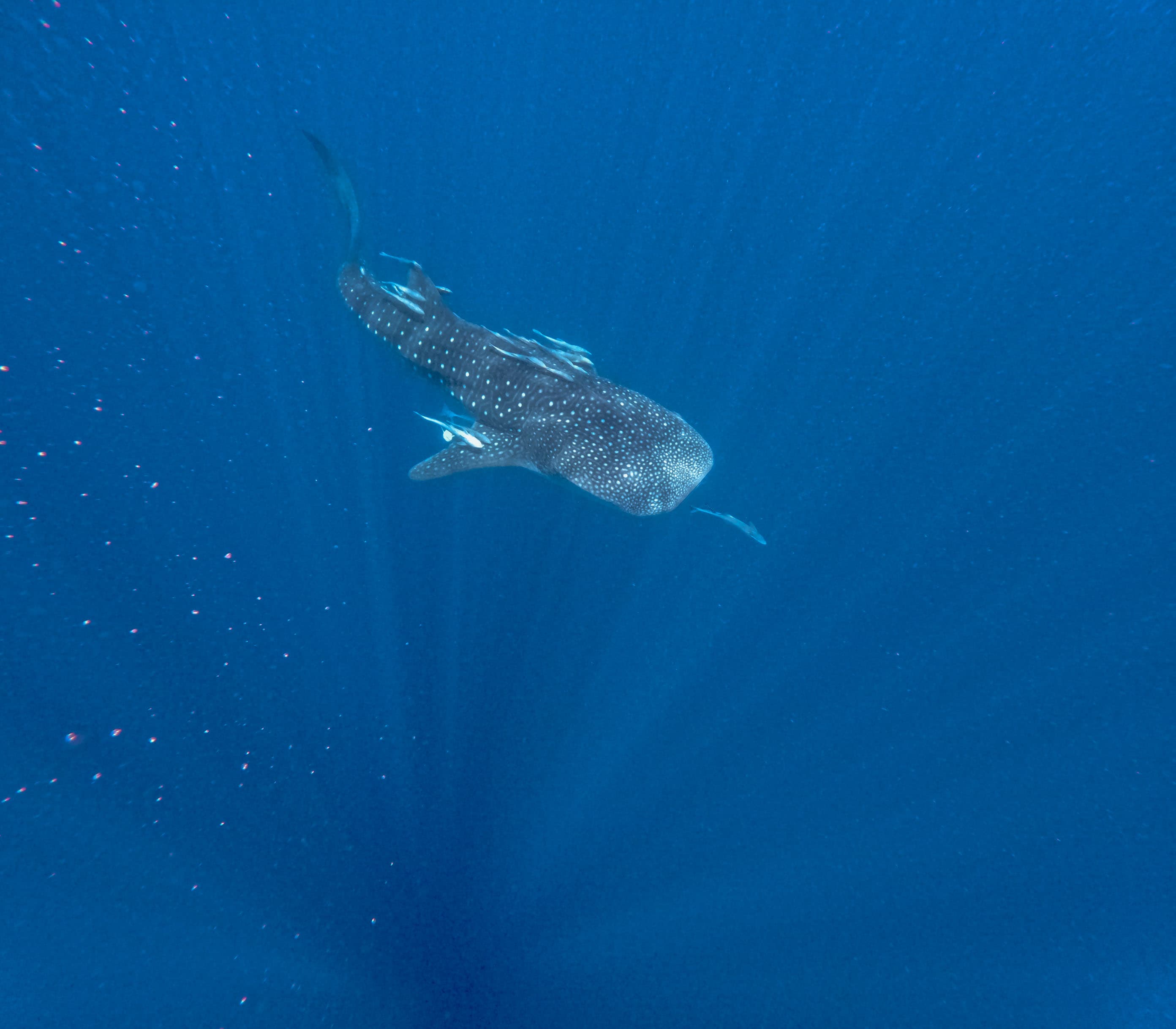 REQUIN BALEINE