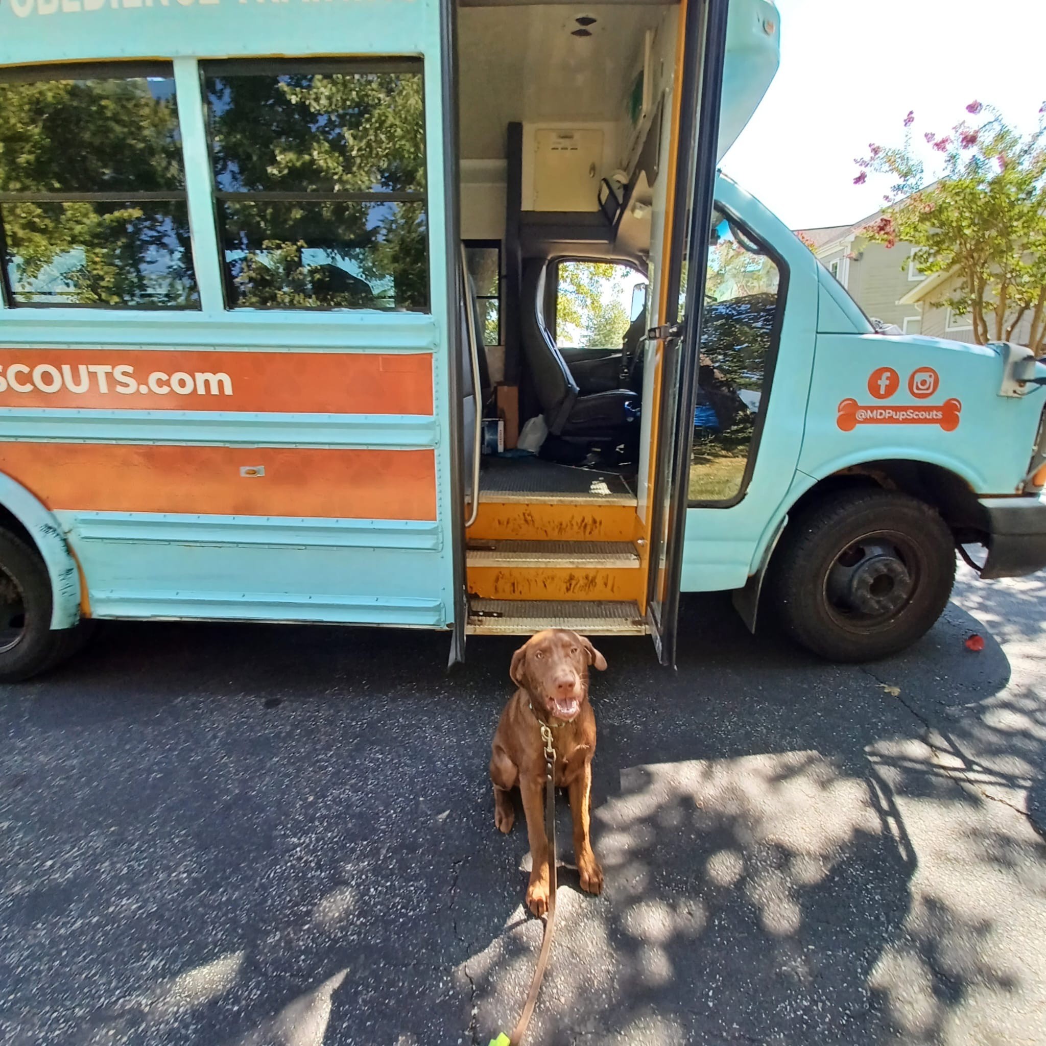 Brown dog on leash standing in front of turquoise Pup Scouts dog boarding van in Orange County