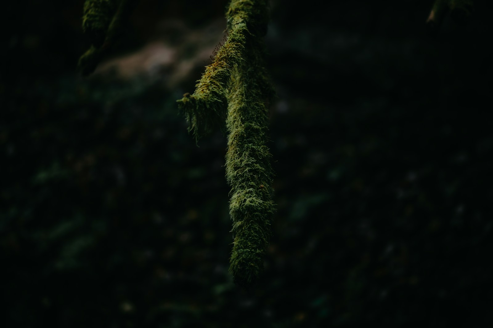 Moss hanging from a tree branch in dark forest