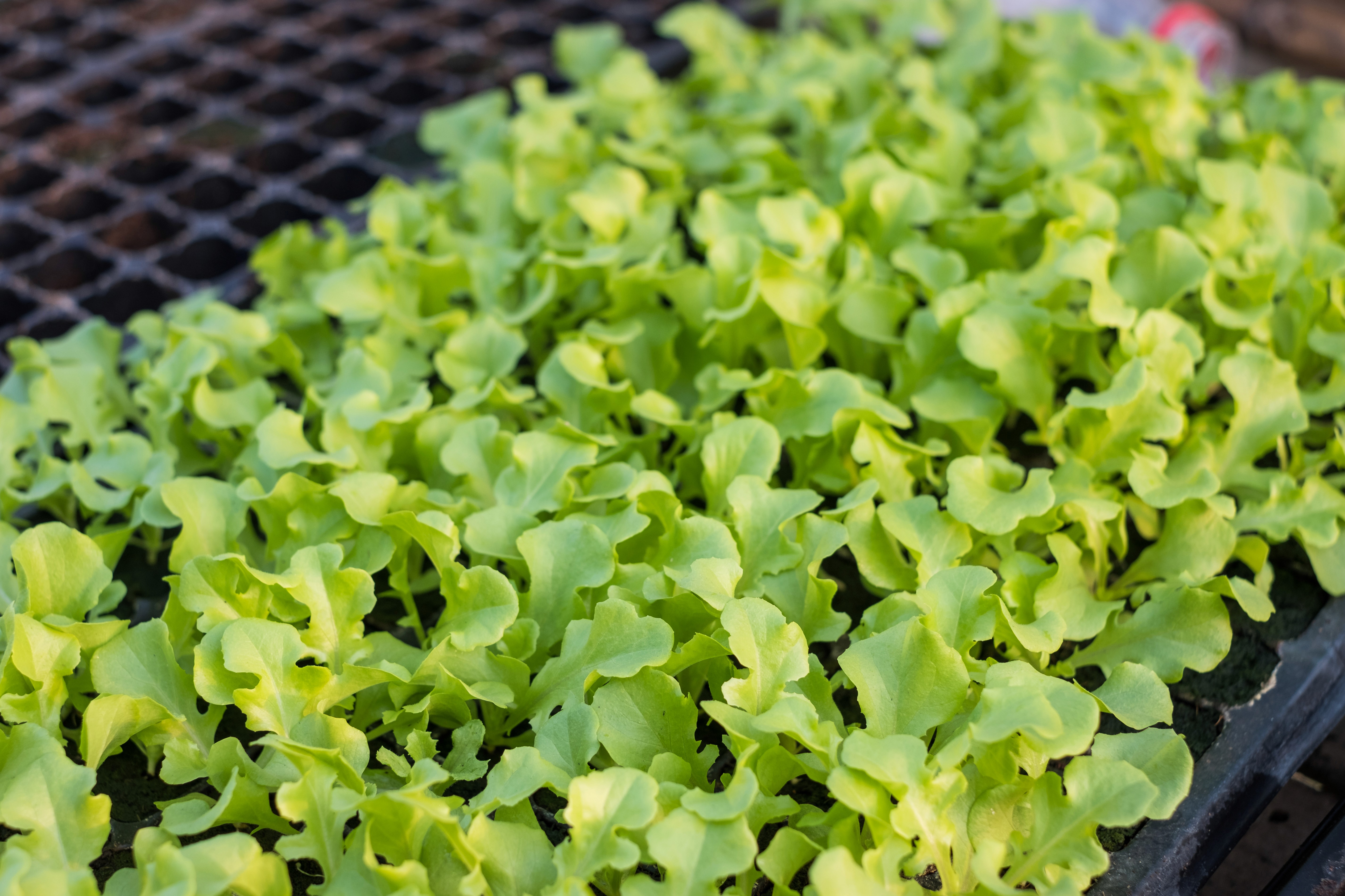 lettuce seedlings