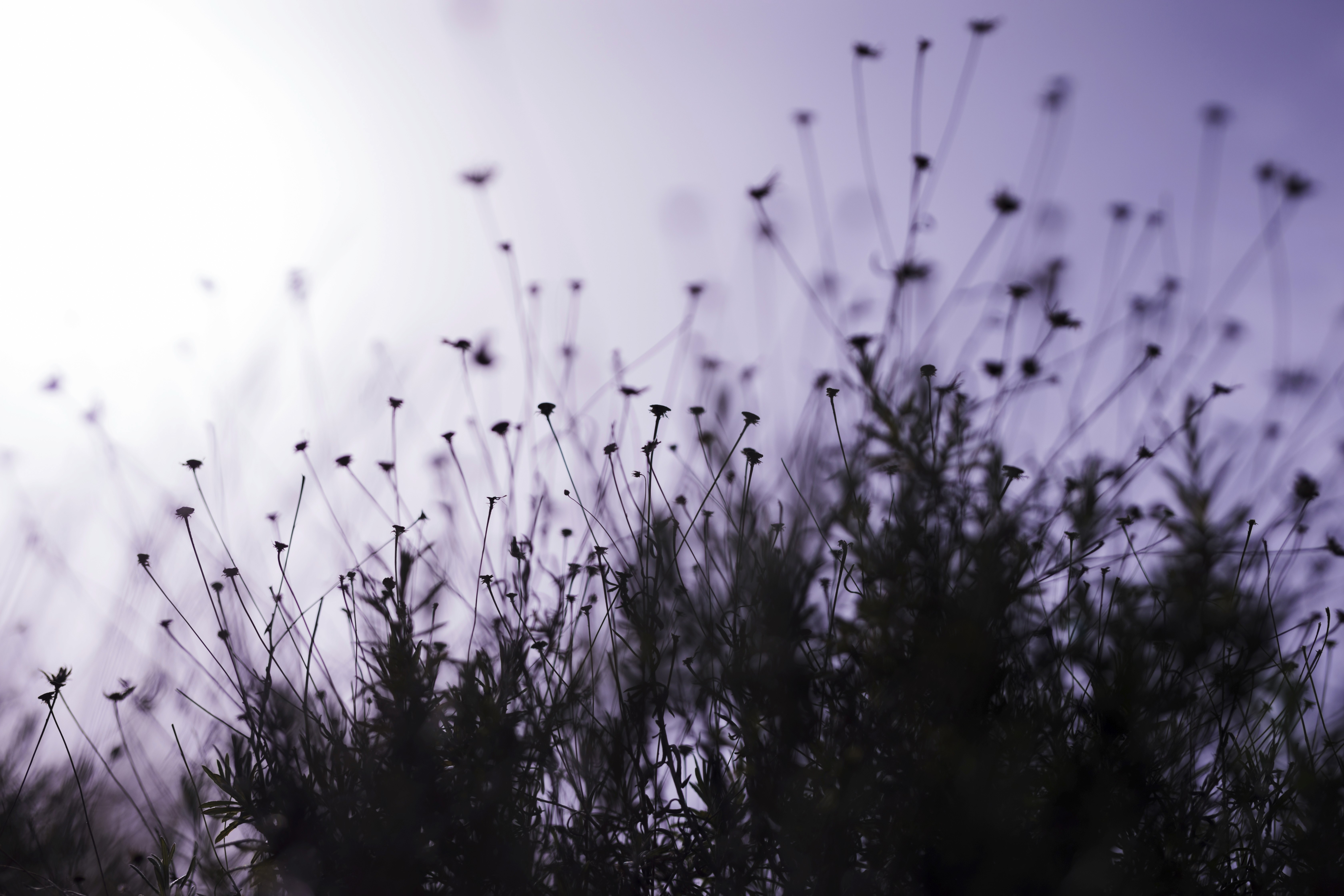 Silhouetted flowers sway against a soft purple sky, illuminated by a gentle light.