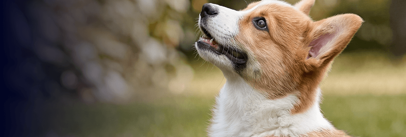 Small dog looking up attentively, representing light, frequent snacking behaviour