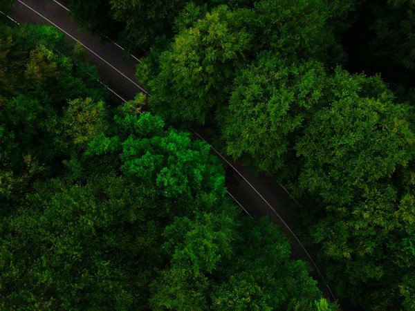 Aerial view of a road through dense green forest