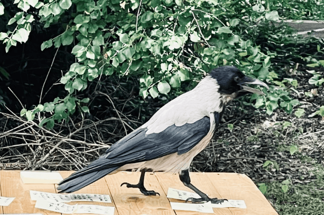 Eine Krähe auf einem Workshoptisch in der Natur
