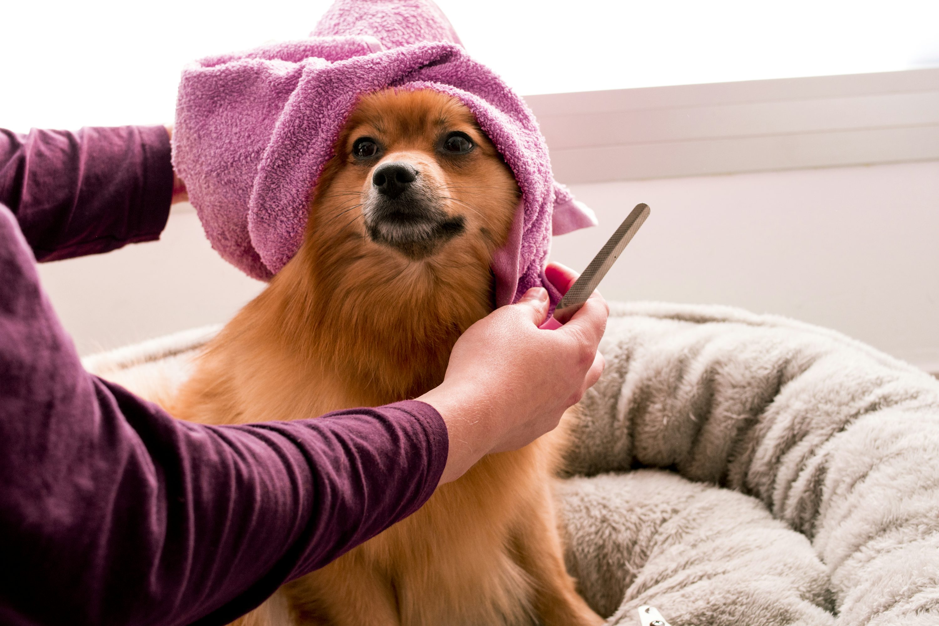 Un perro siendo consentido mientras recibe un baño u corte de pelo
