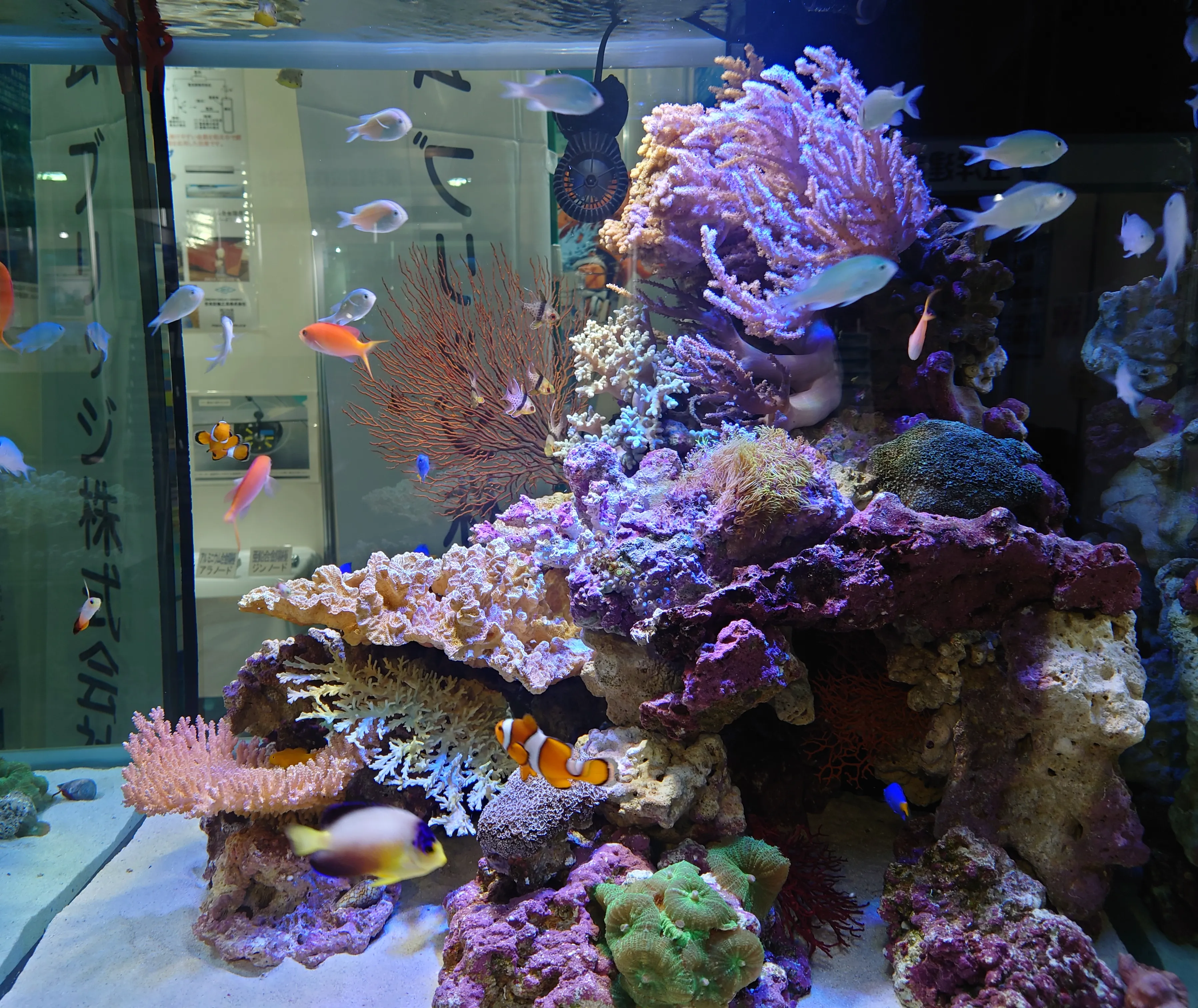 サンゴと海水魚が共存する海水アクアリウム水槽の内部