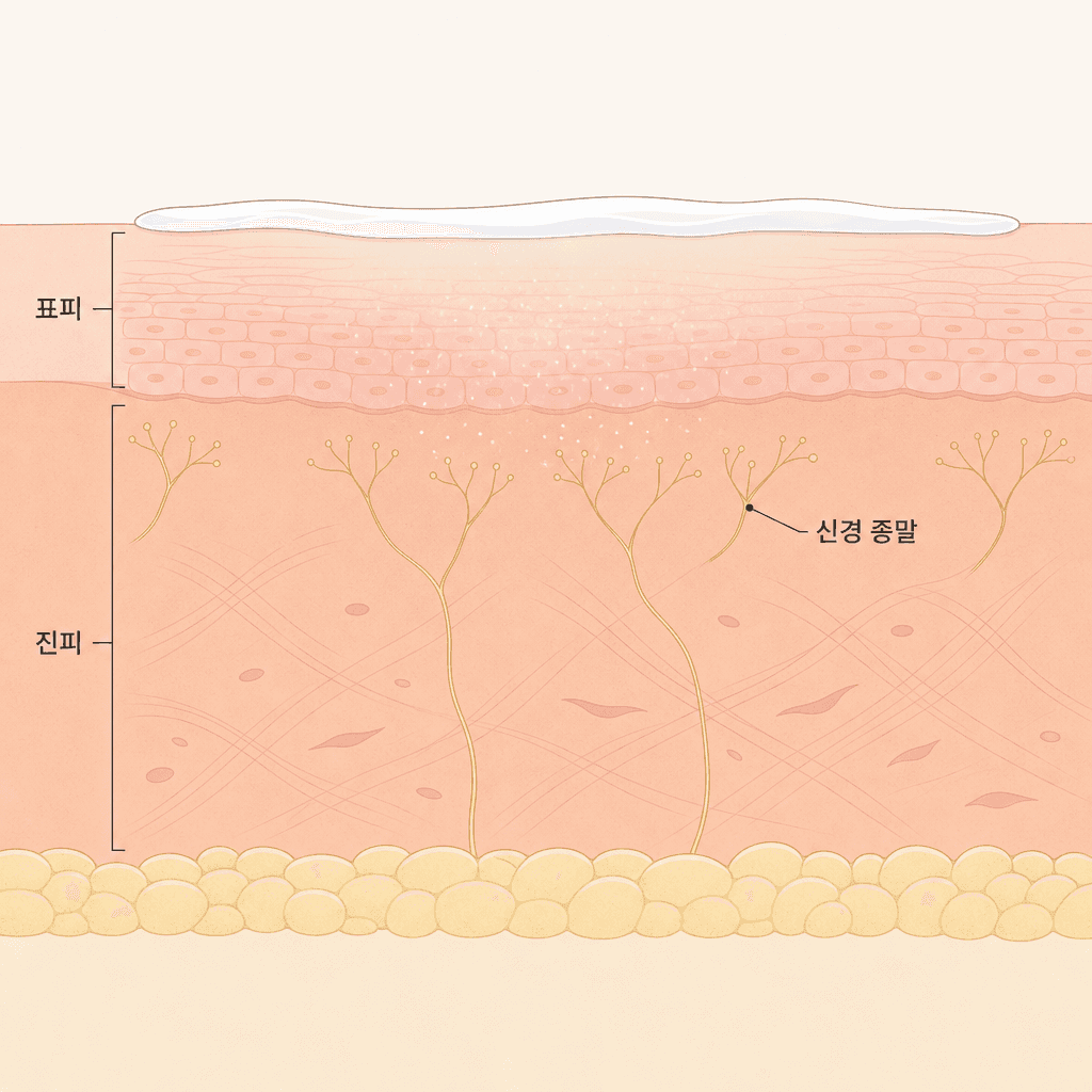 표면에 바른 크림이 진피의 신경 종말까지 스며드는 과정