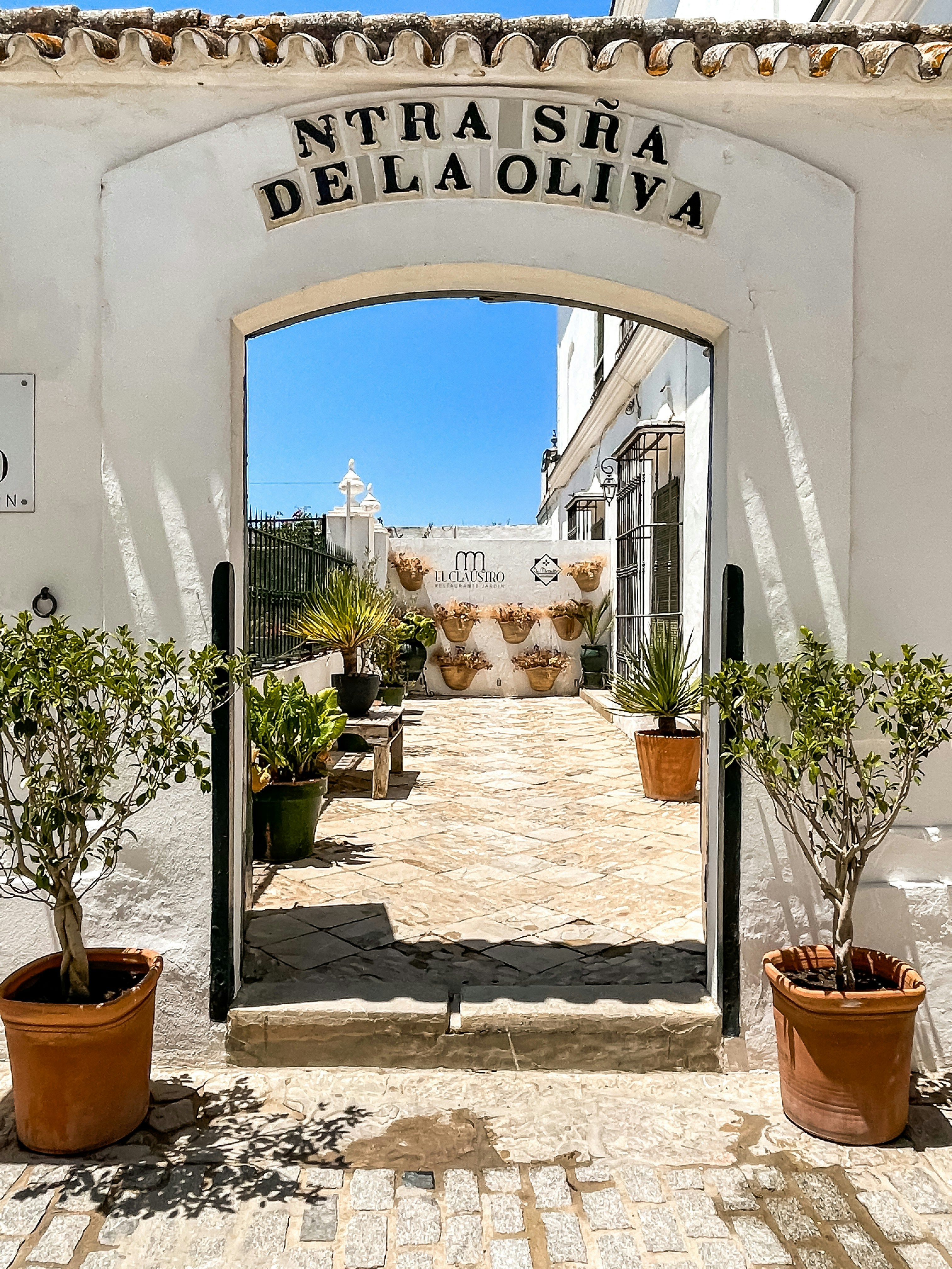 green potted plant on brown clay pot