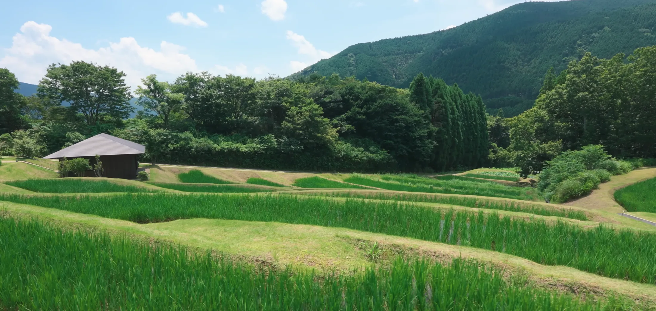 Scenic valley view with vibrant rice fields