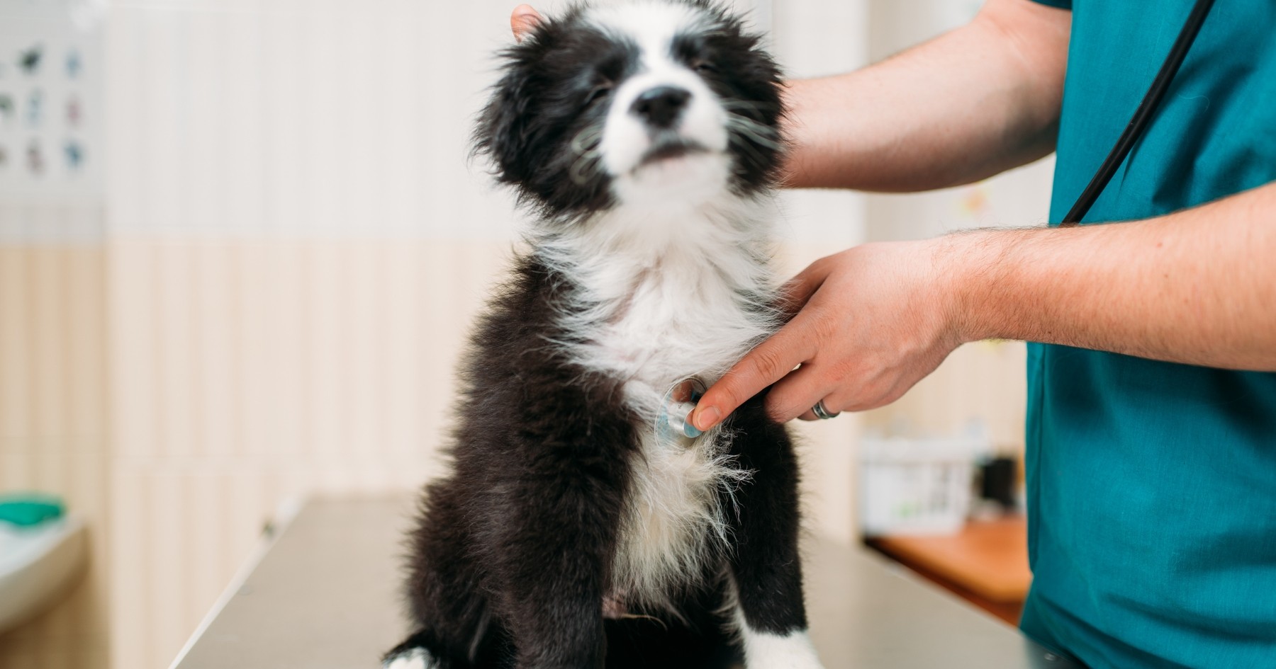 test adn chien france