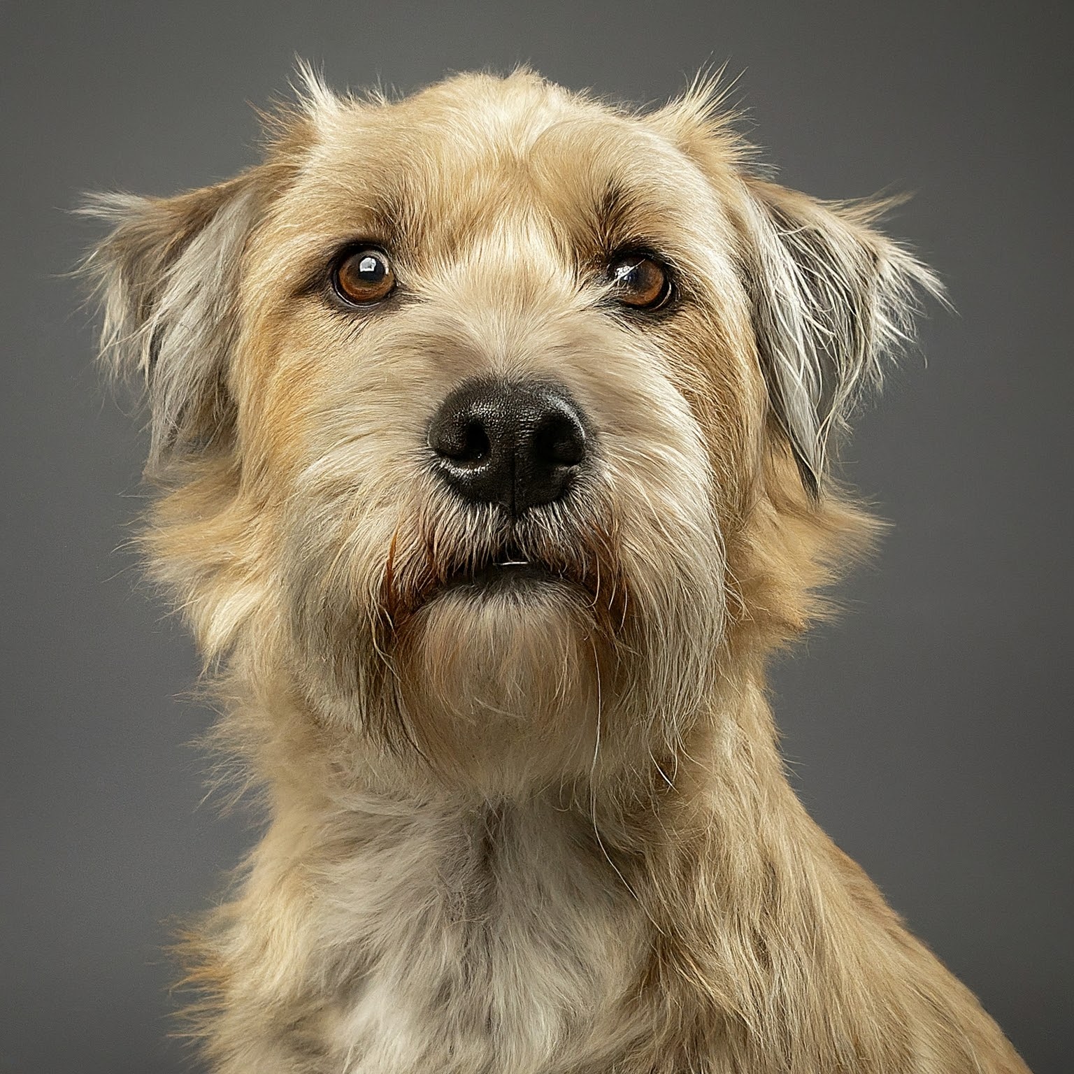 BUDDYUNO, Glen of Imaal Terrier