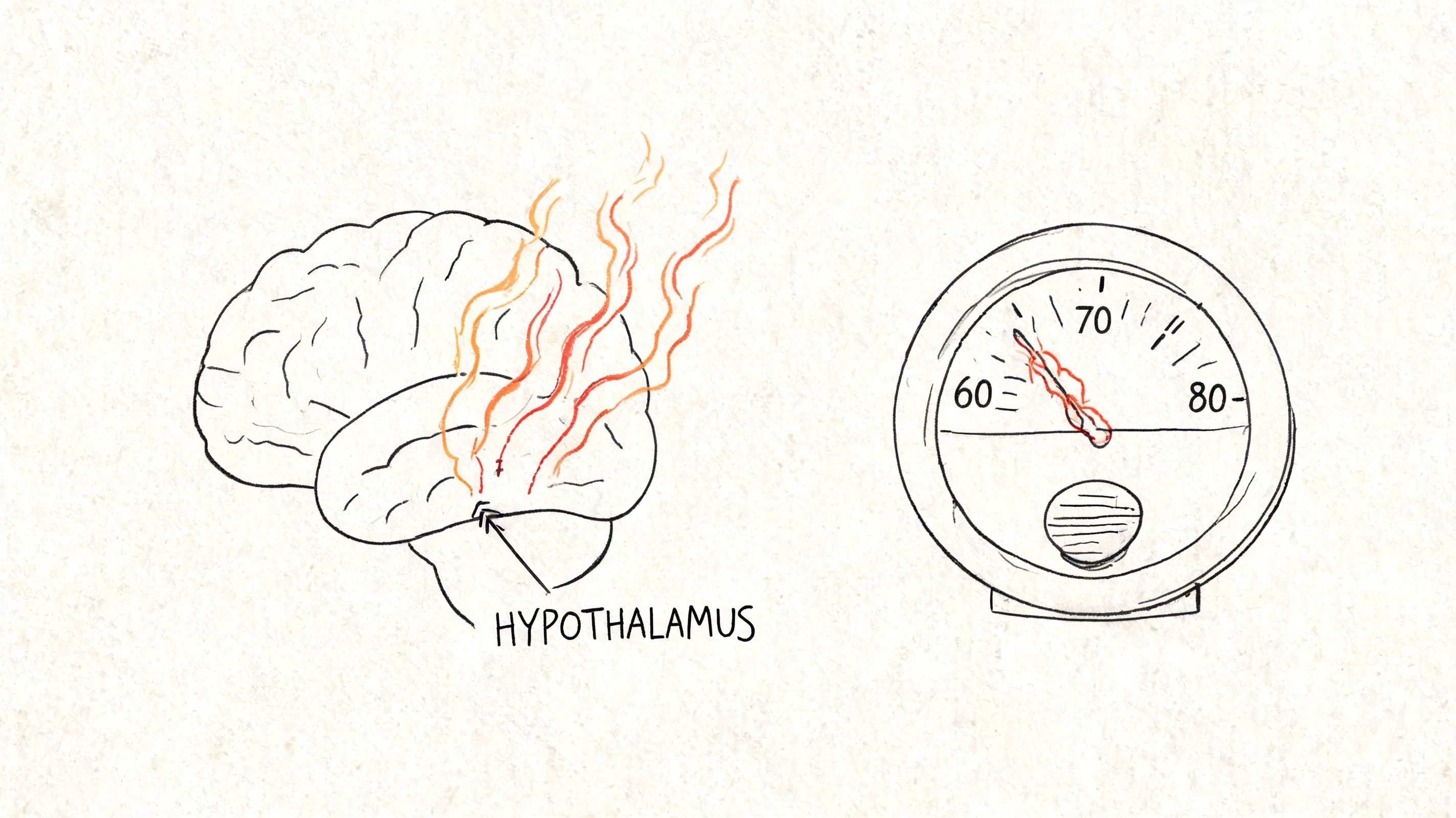 A diagram showing the hypothalamus in the brain linked to a temperature gauge representing hot flashes.