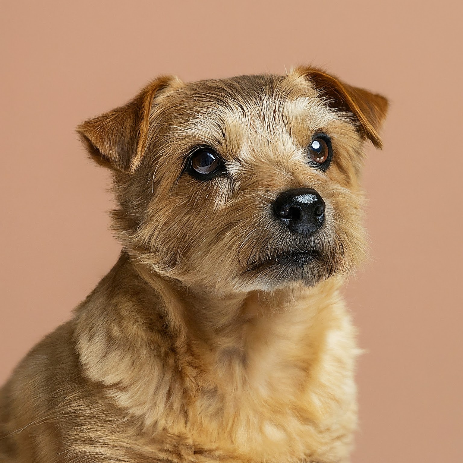 BUDDYUNO, Norfolk Terrier