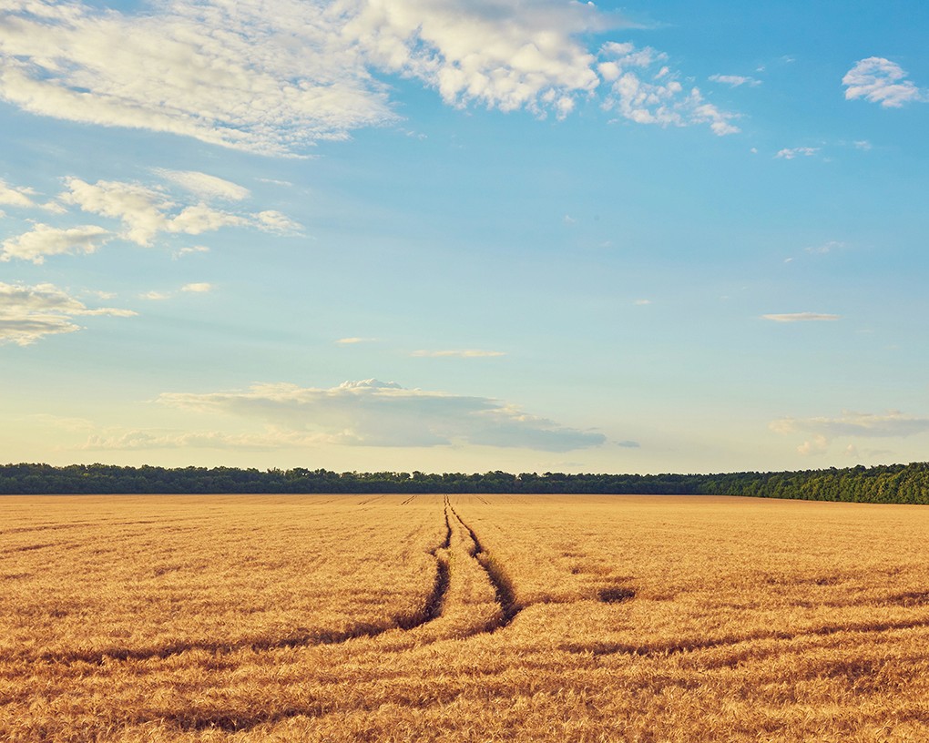 Golden wheat field under a clear blue sky with scattered clouds. Tire tracks cut through the field, leading toward a distant tree line.