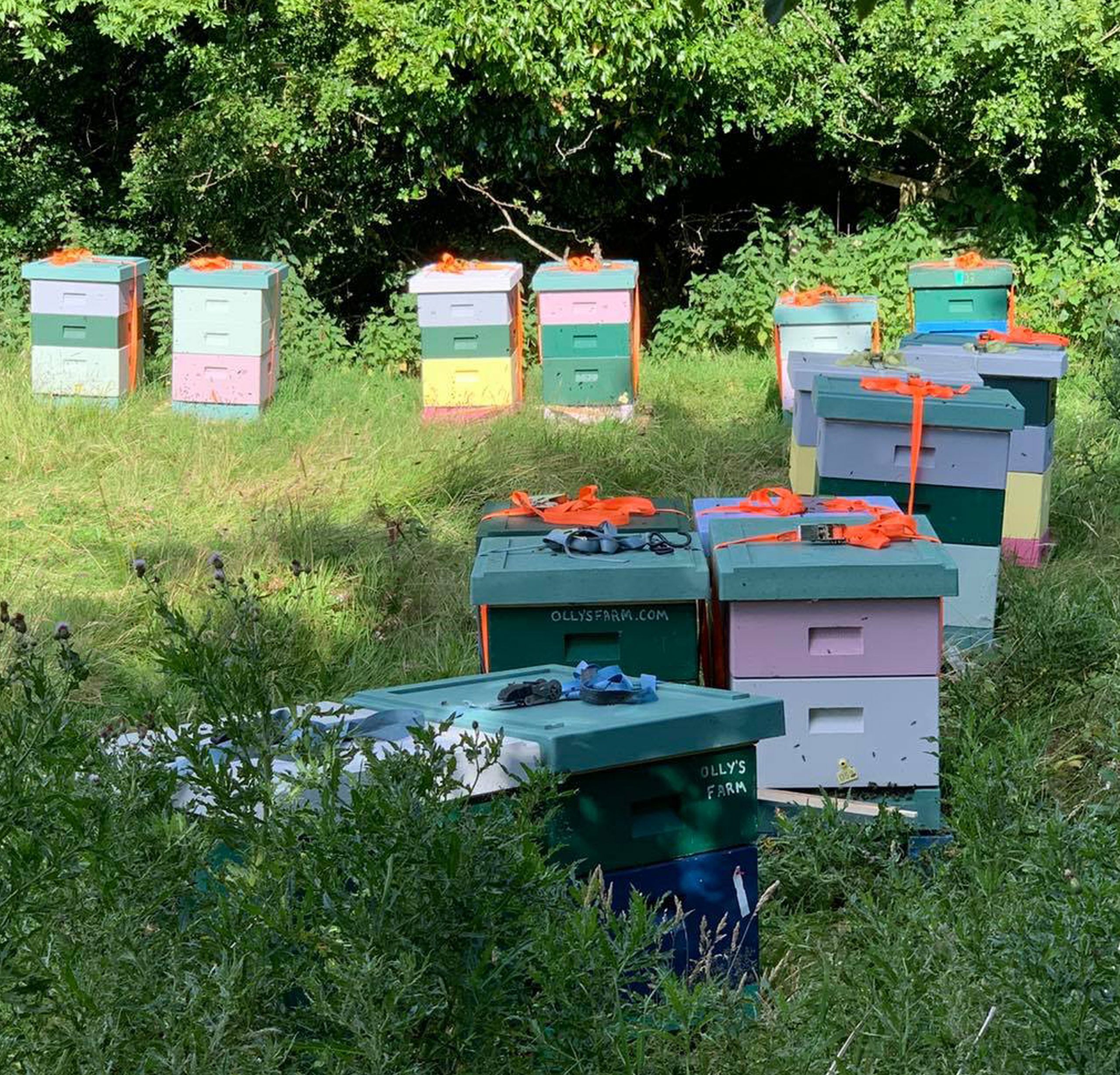 Bees from Olly's Farm producing the best honey which is getting supplied to As One Restaurant Dublin