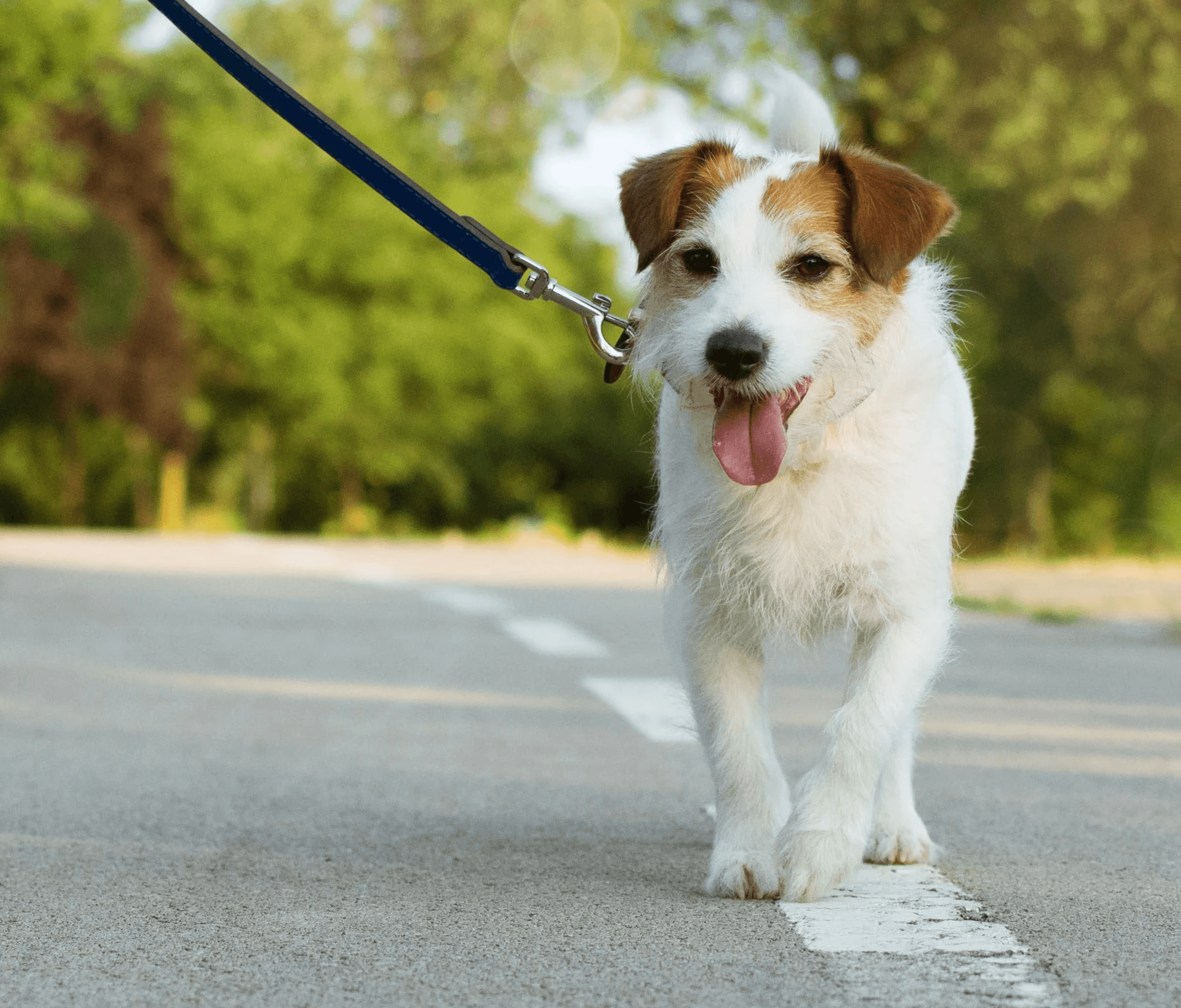 dog walker in minneapolis