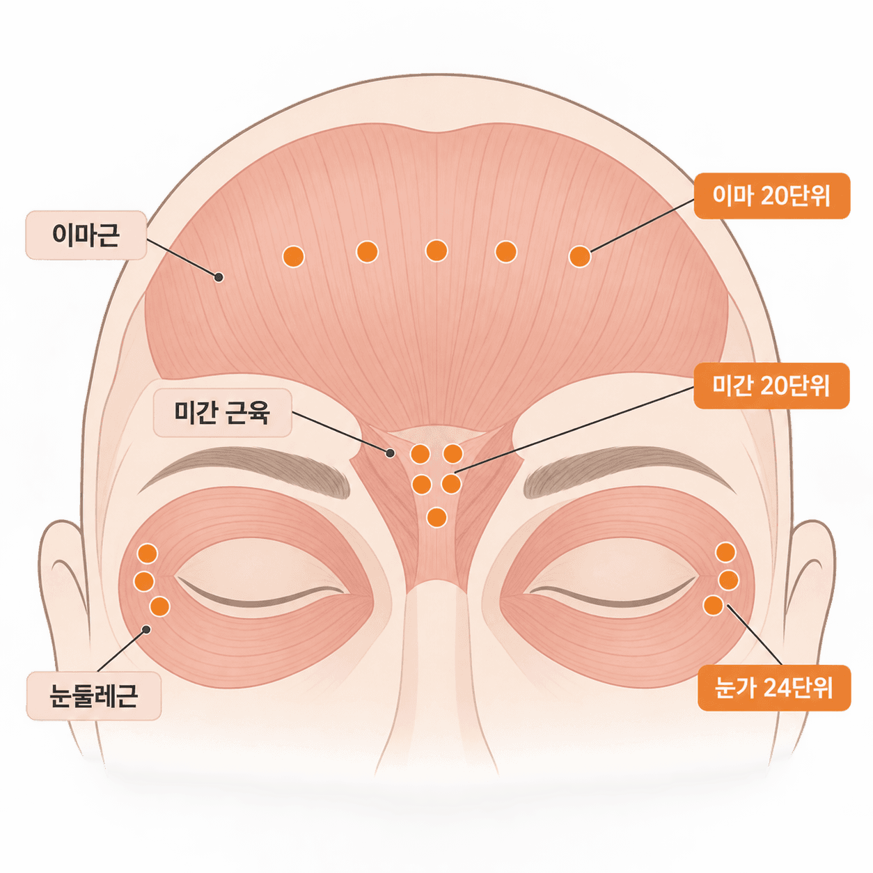 위쪽 얼굴은 부위마다 정해진 자리와 단위가 따로 있어요