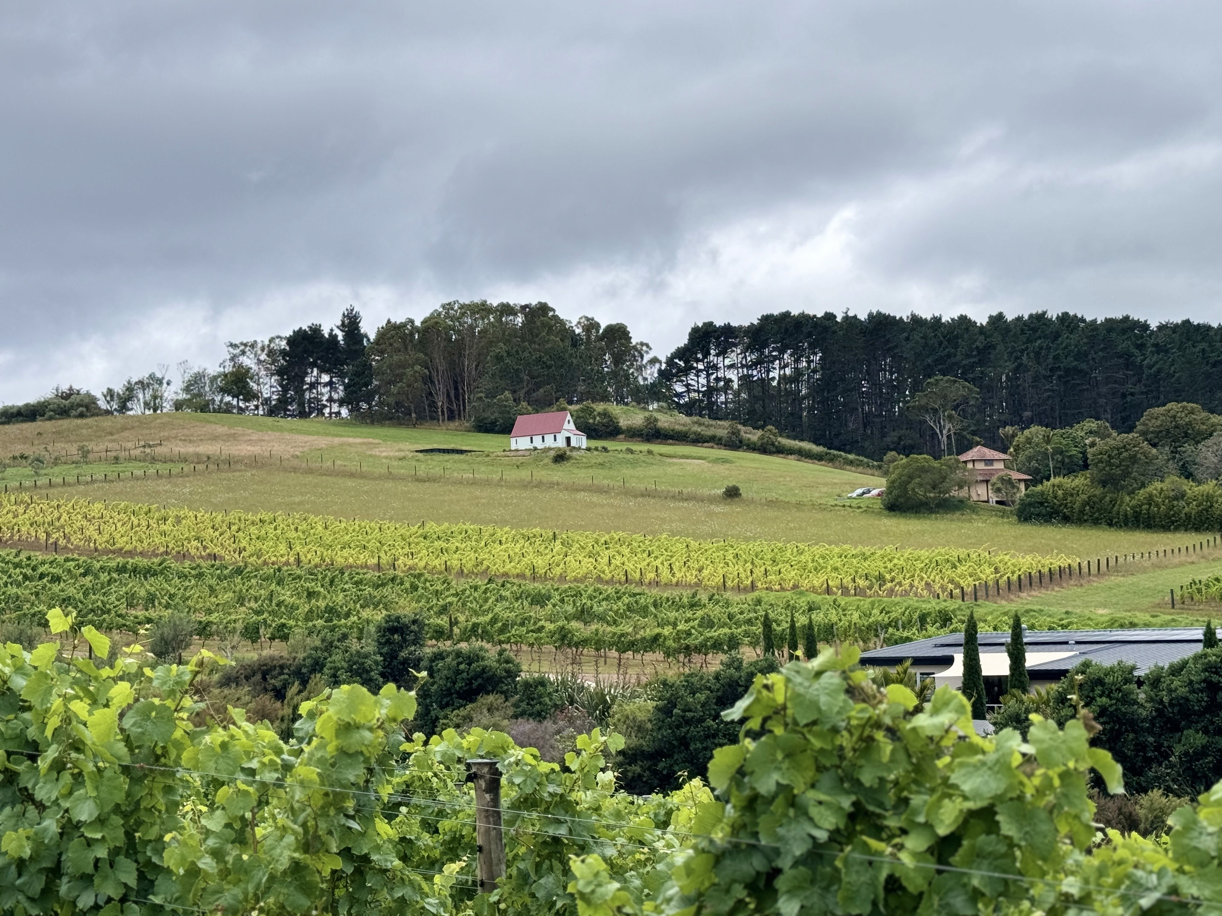 Vineyards on Waiheke Island