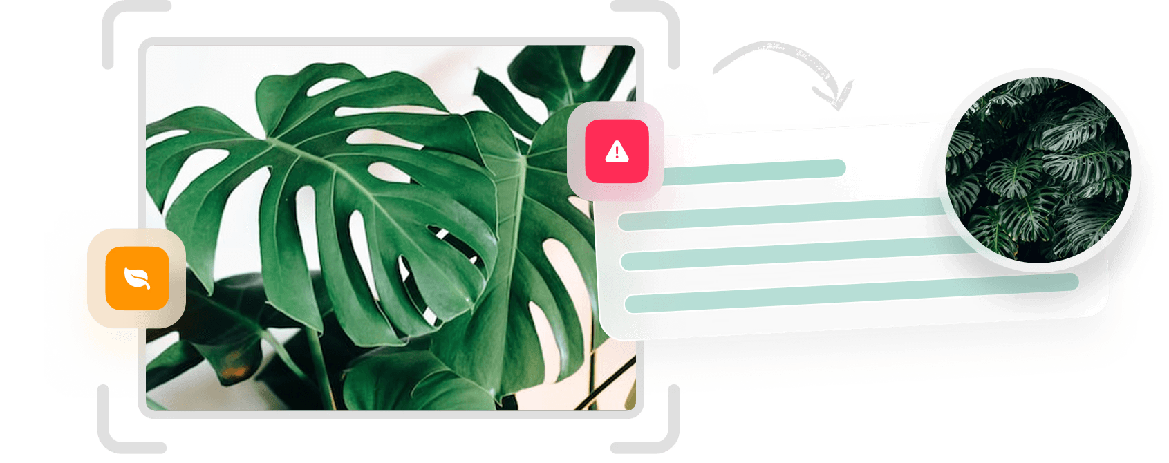 Plant identification