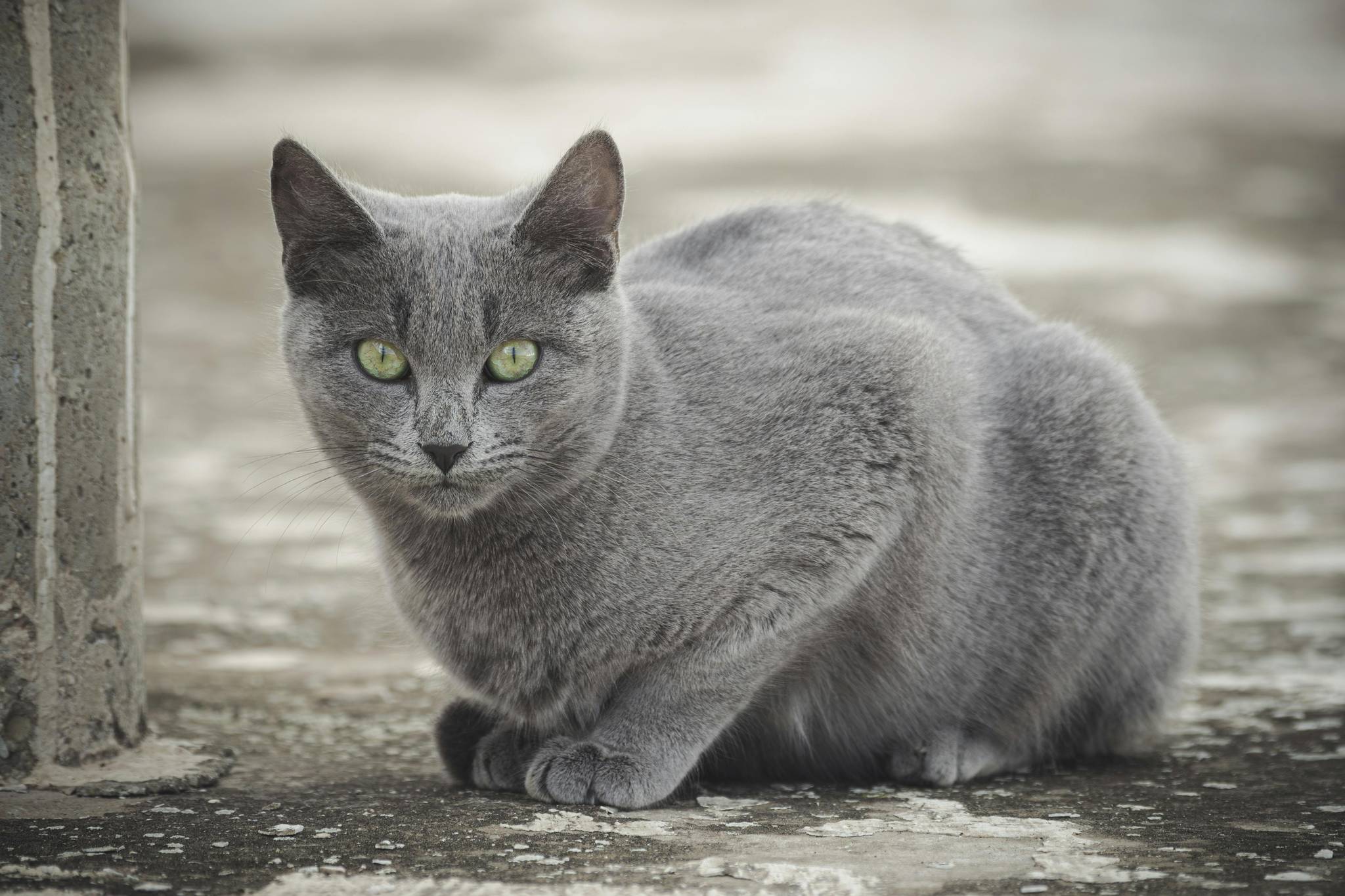 Russian Blue Diet and Nutrition