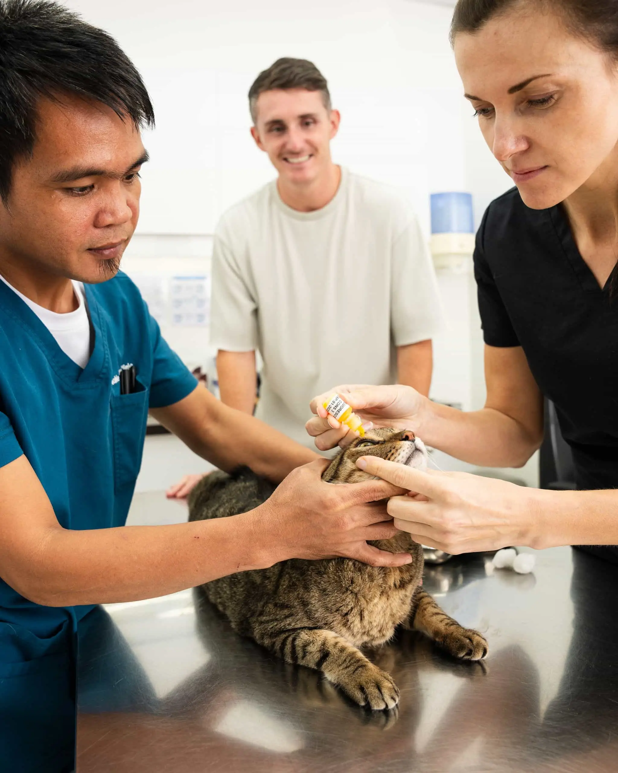 Two veterinarians are providing treatments inside the cat-friendly vet clinic.