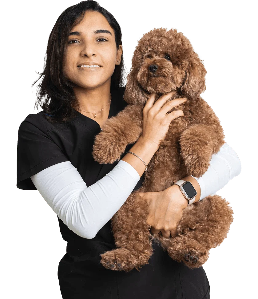 Dr. Aya Maher: Veterinary Surgeon