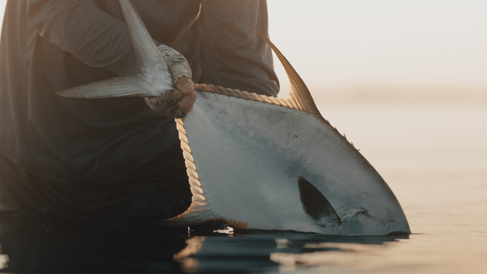 Angler releasing a caught Permit on the Flats during sunrise with golden light