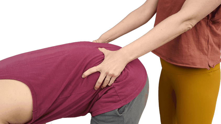 Teacher’s hands cupping the back of a folded-forward student’s pelvis, thumbs toward the sacrum