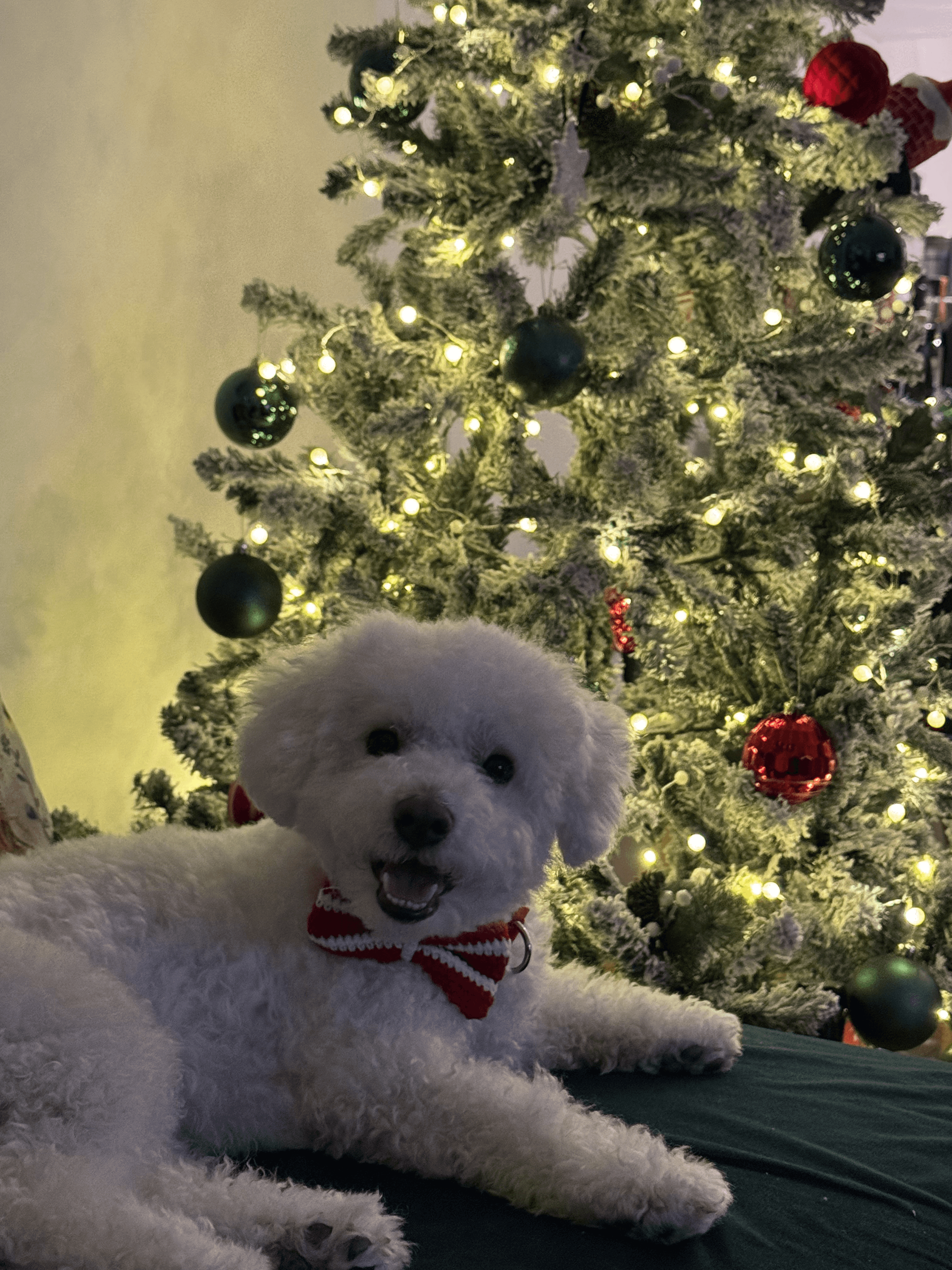 A fluffy white dog with a red and white bow tie lies contentedly on a green surface in front of a brightly lit Christmas tree adorned with red and green ornaments.