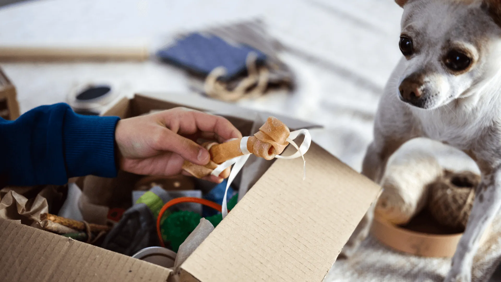 A dog looks on eagerly as its owner takes treats out of a subscription box