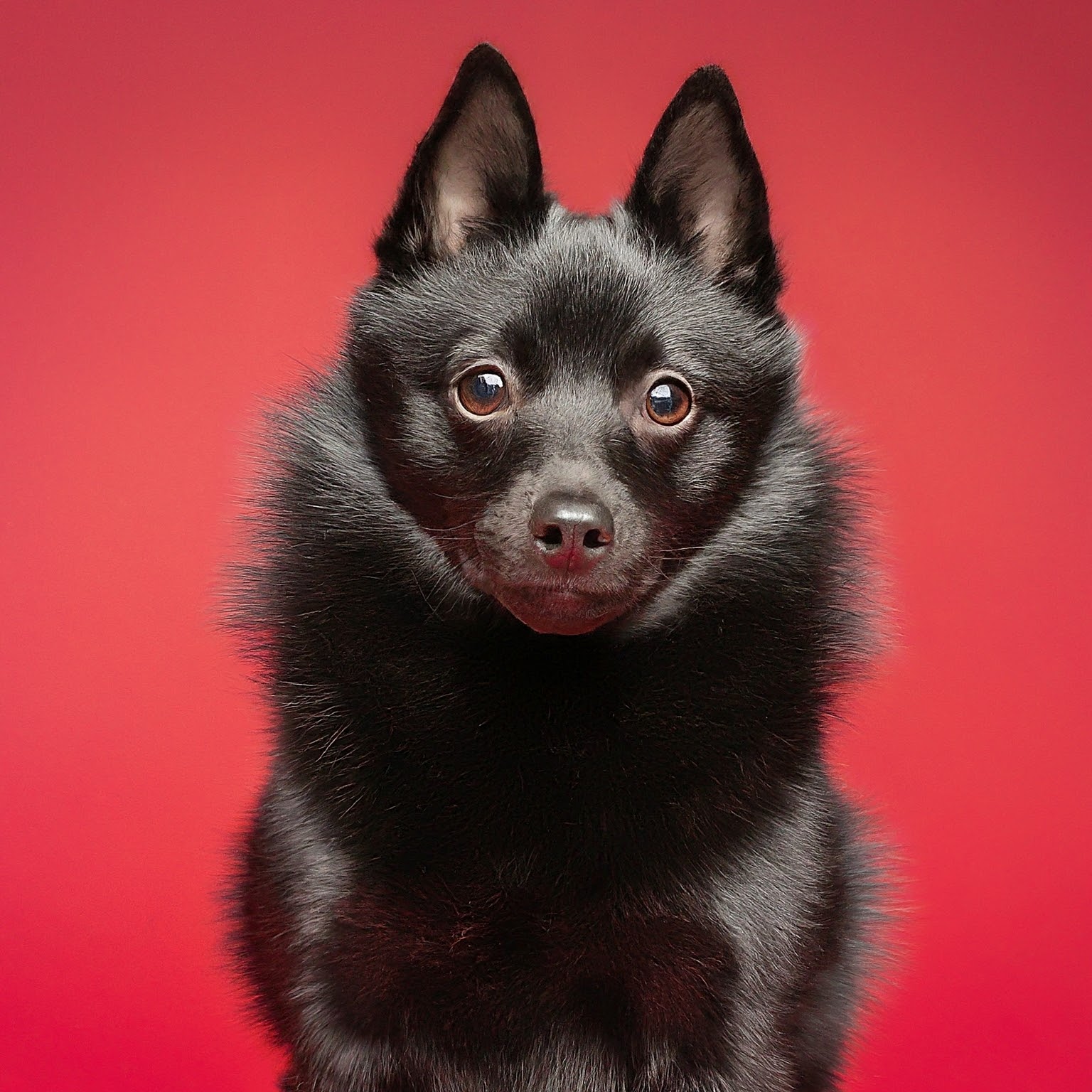 BUDDYUNO, Schipperke