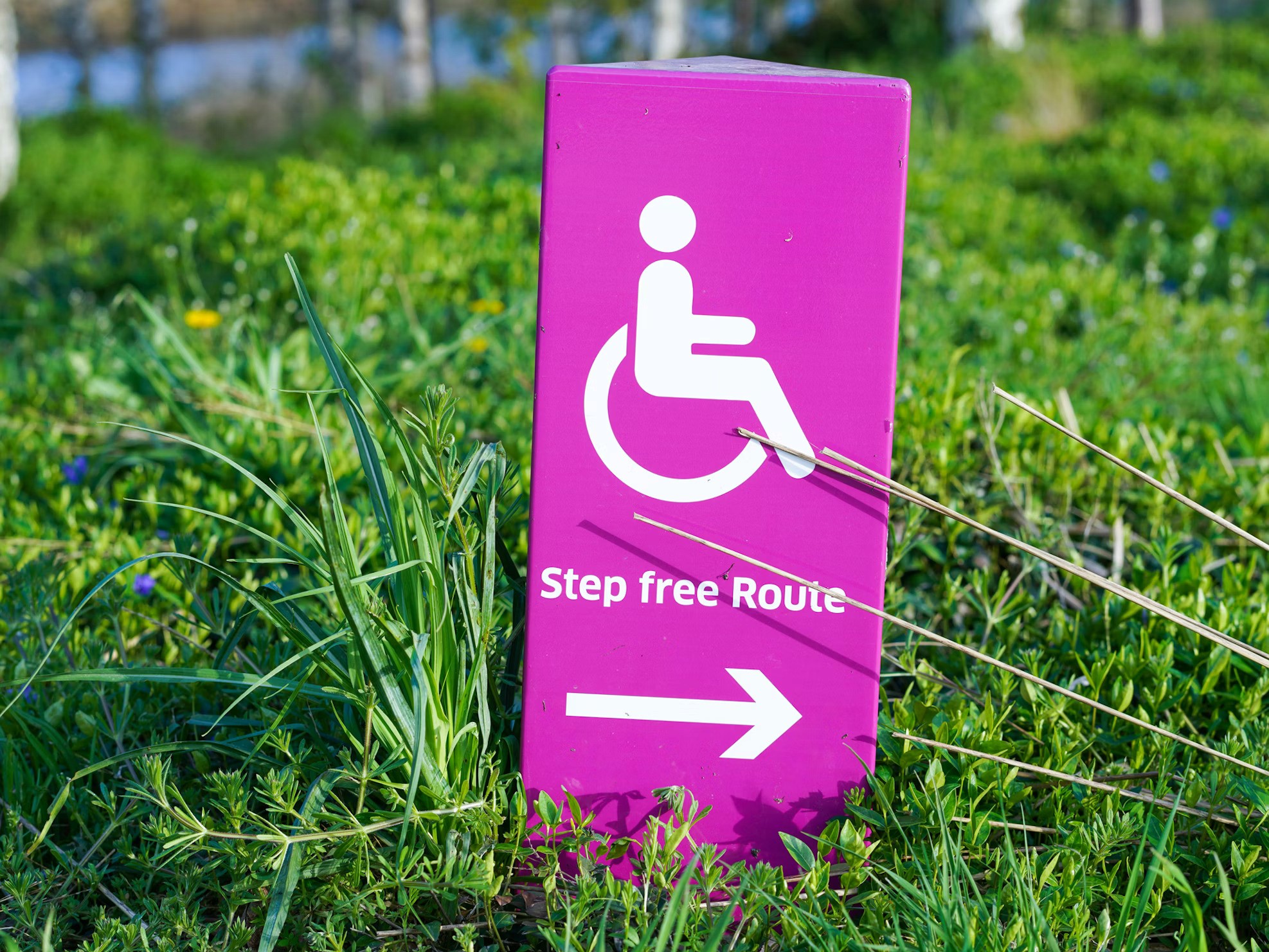 A bright magenta rectangular sign standing in green grass. The sign features a white international symbol for disability (a person in a wheelchair), the text "Step free Route" in white sans-serif font, and a white arrow pointing to the right. The background shows a blurred natural landscape with dewy green foliage.