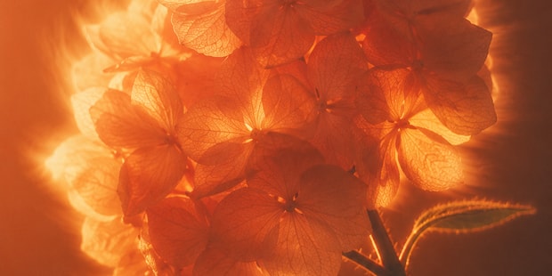 Backlit orange hydrangea cluster with glowing translucent petals