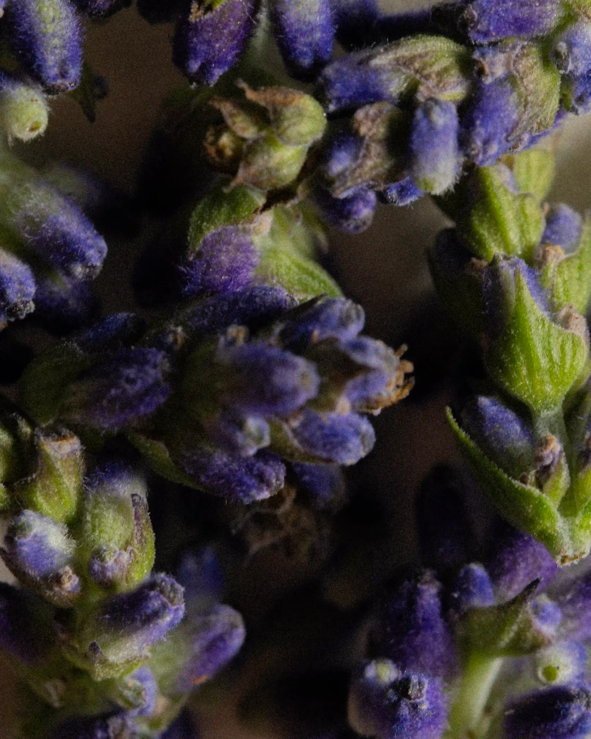 Green edamame pods against black