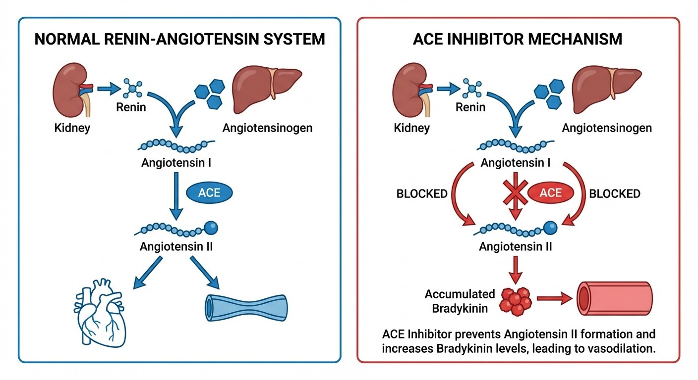 ACE Inhibitor Mechanism of Action - NEET PG High Yield