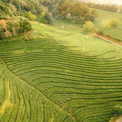 منظر جوي للحقول المدرجة الخضراء المورقة ذات الصفوف المنظمة بدقة من المحاصيل والأشجار المحيطة.