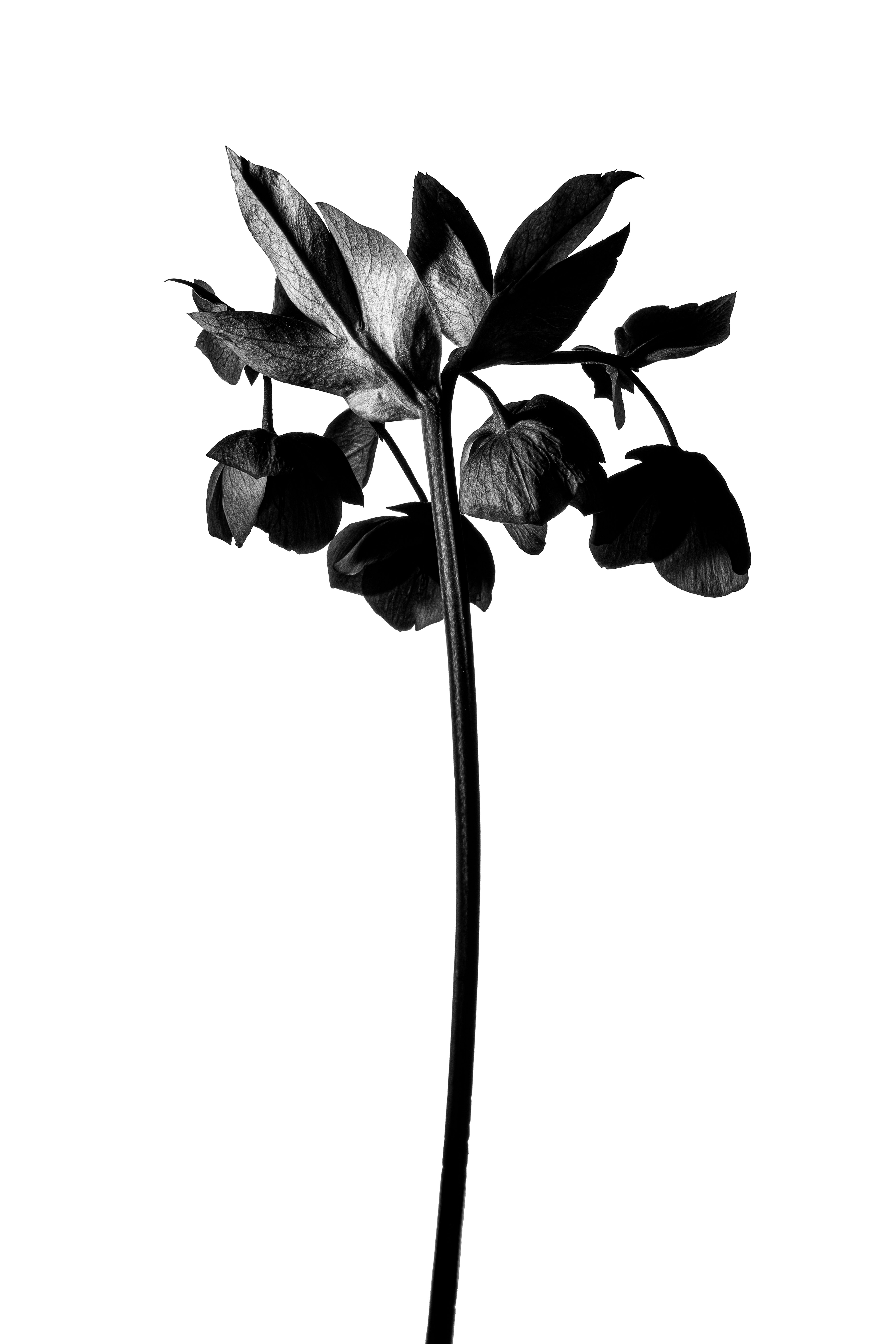Fleur, Ortie, Photo de studio, Noir et blanc, pierretmae